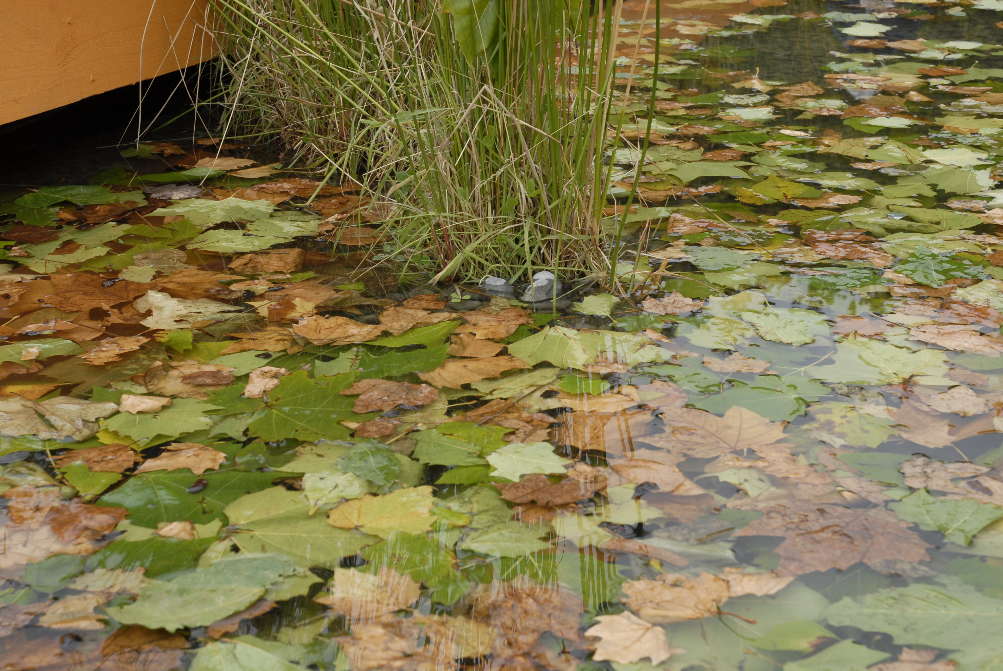  2009 Ellerslie Flower Show 010