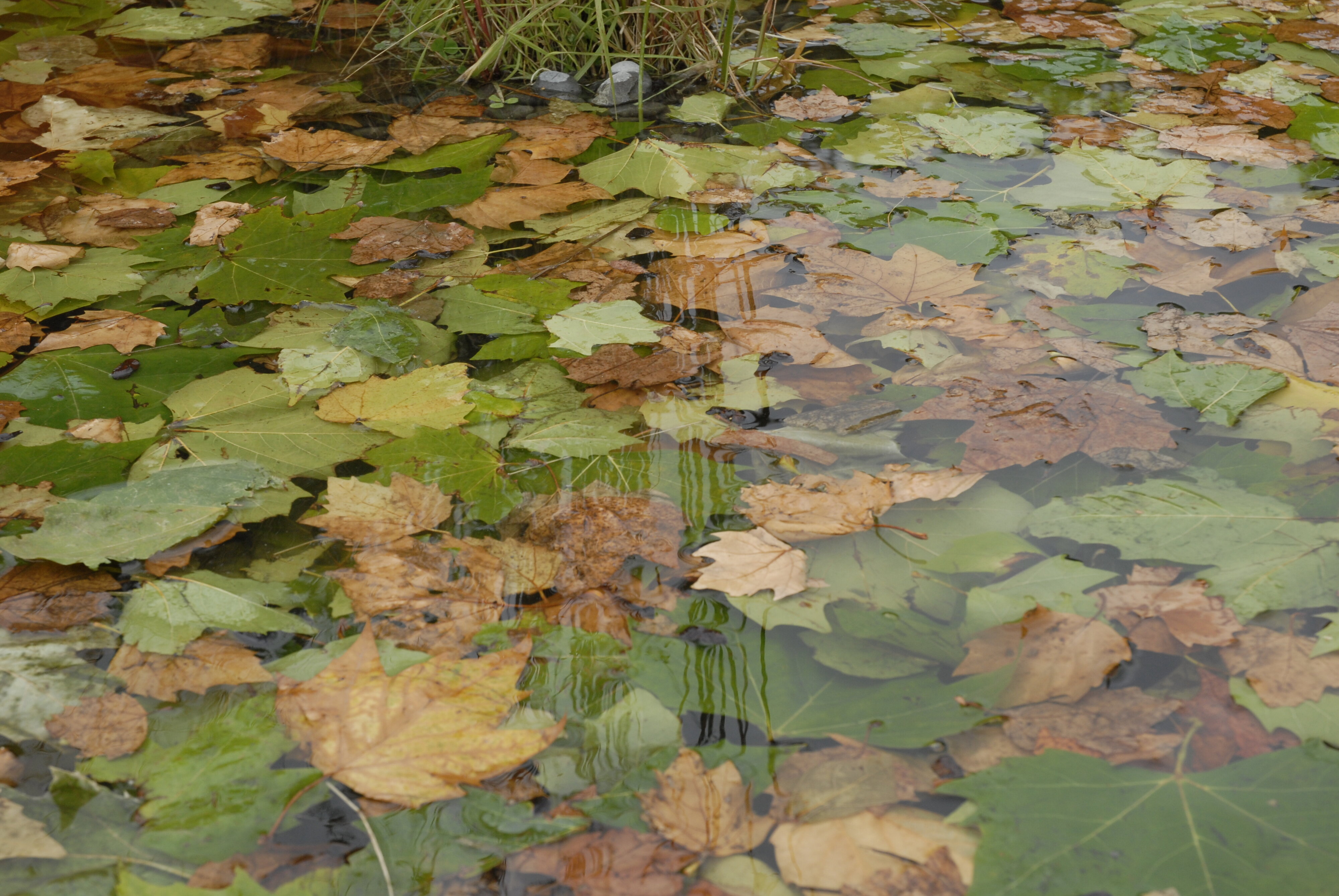  2009 Ellerslie Flower Show 011