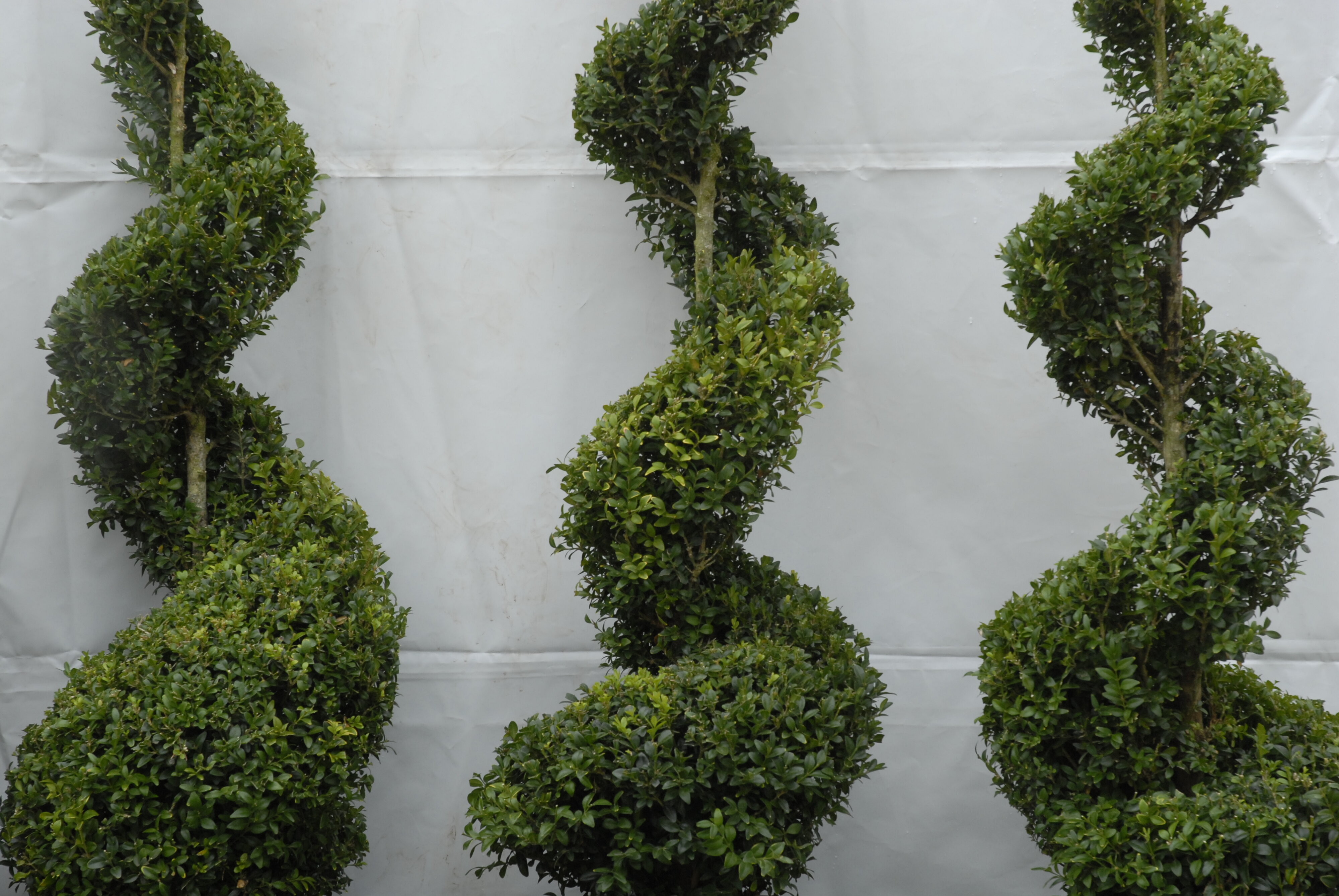  2009 Ellerslie Flower Show 051