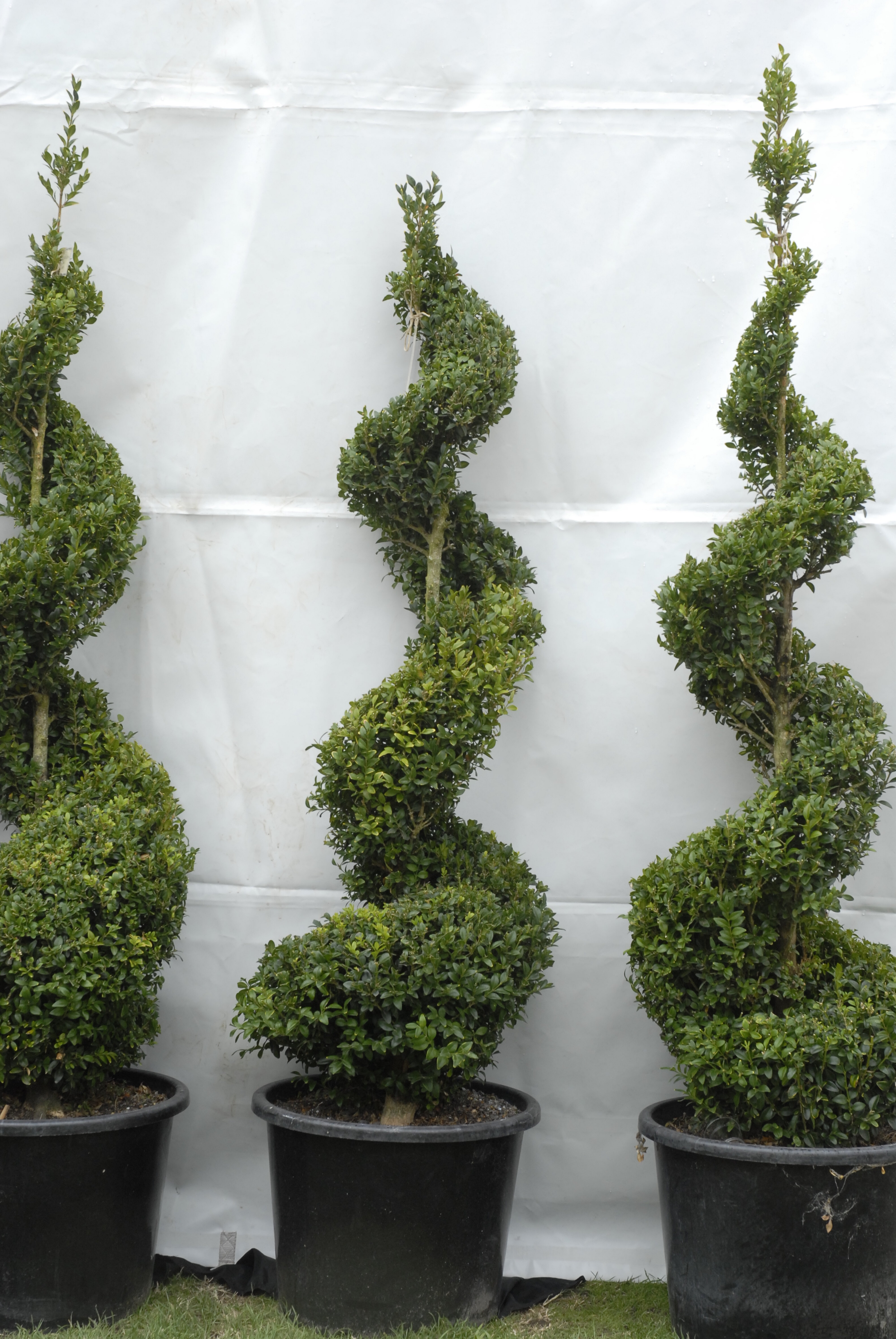  2009 Ellerslie Flower Show 052