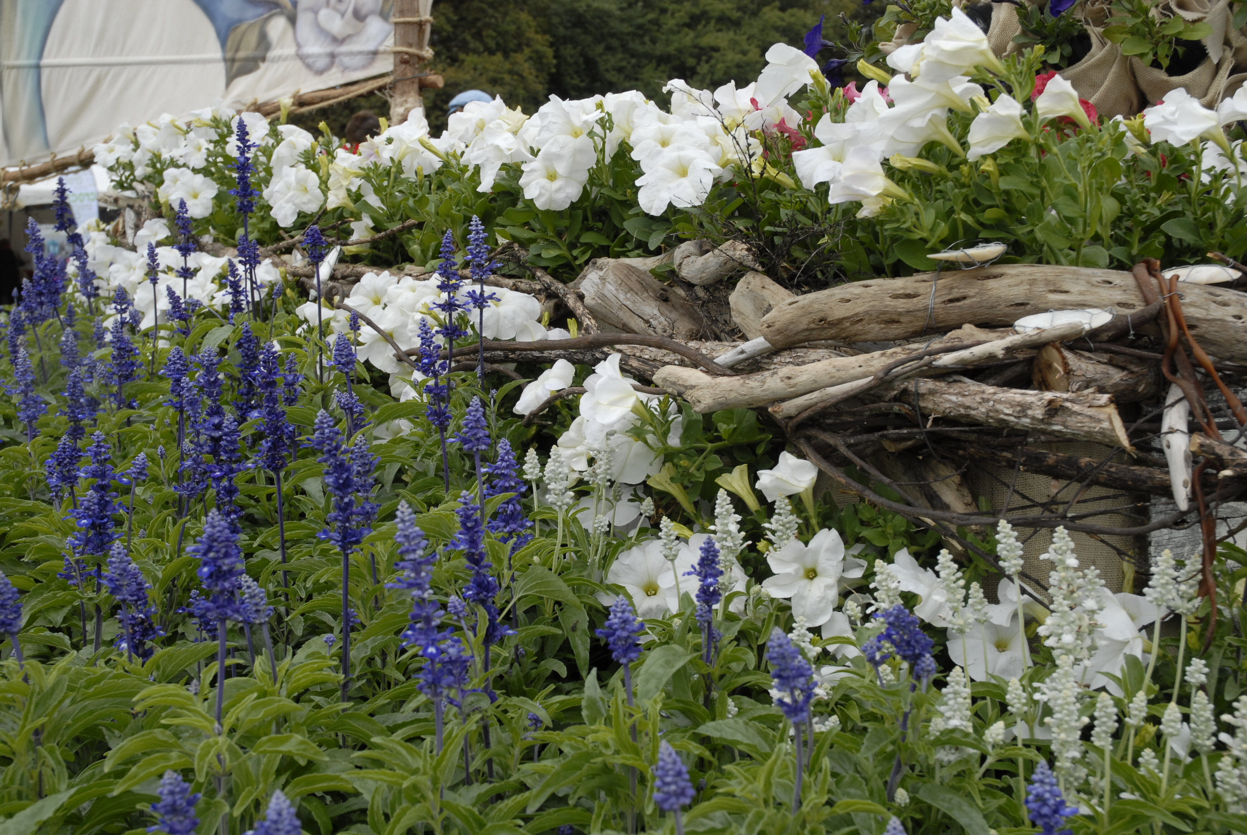  2009 Ellerslie Flower Show 058