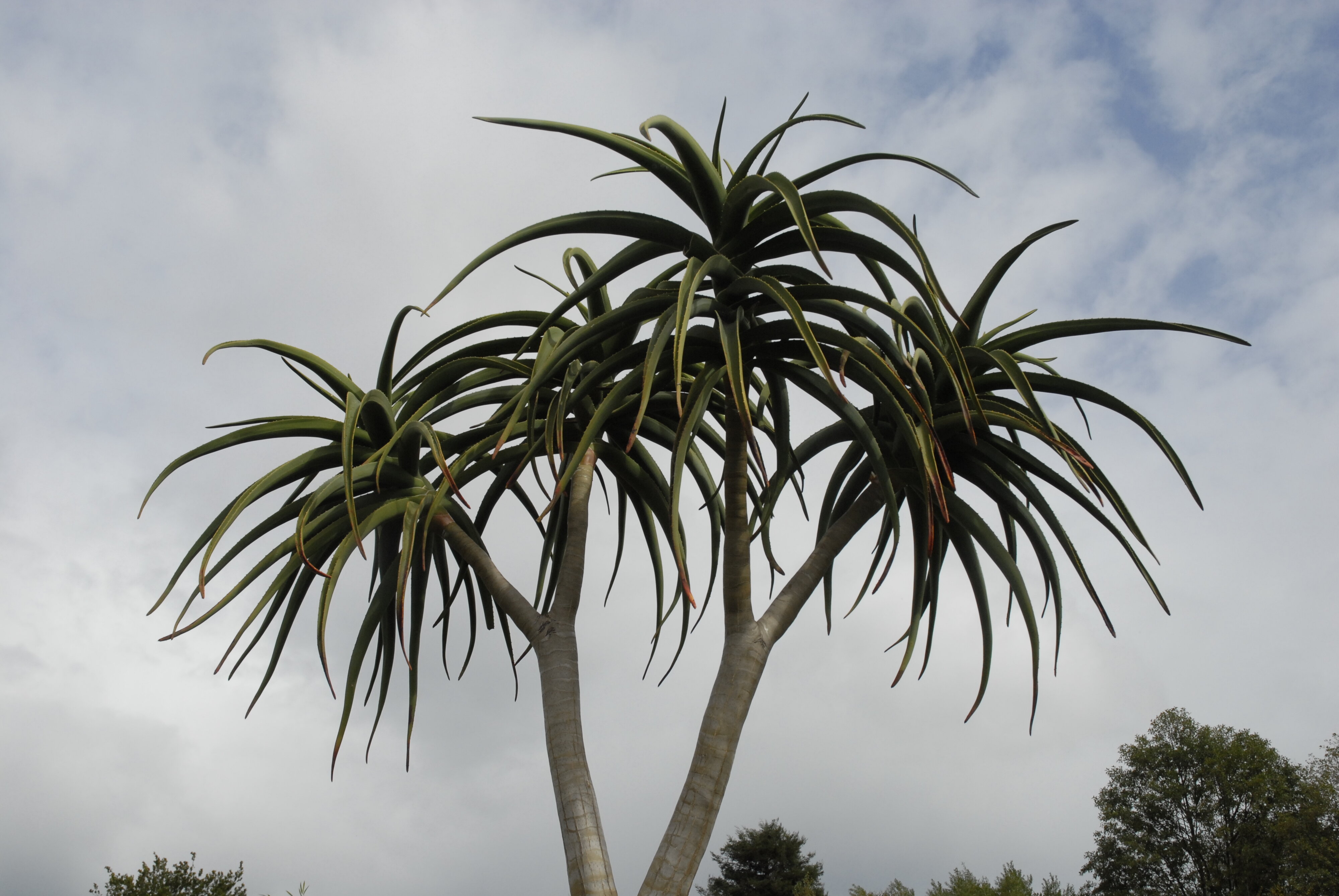  2009 Ellerslie Flower Show 064