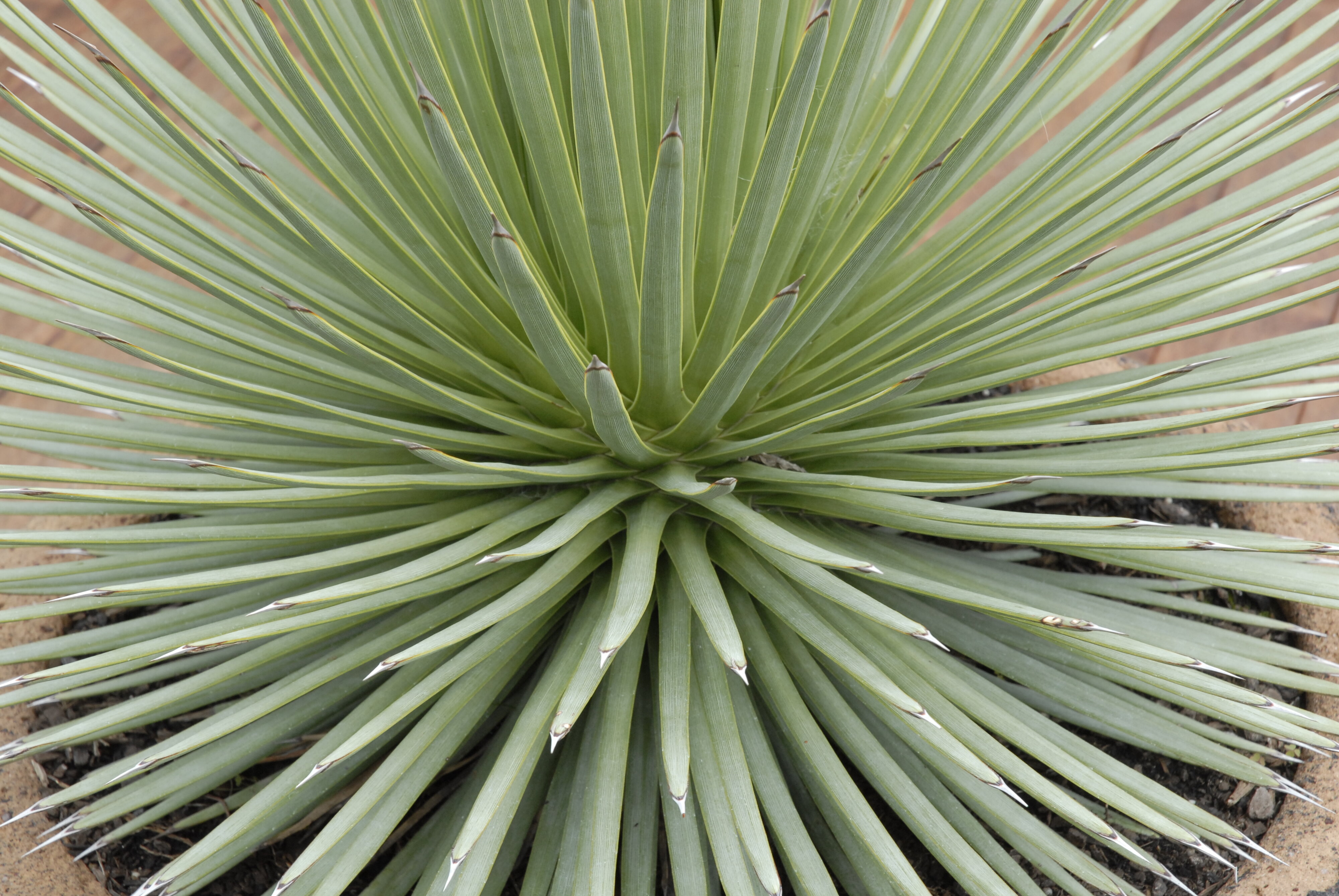  2009 Ellerslie Flower Show 085