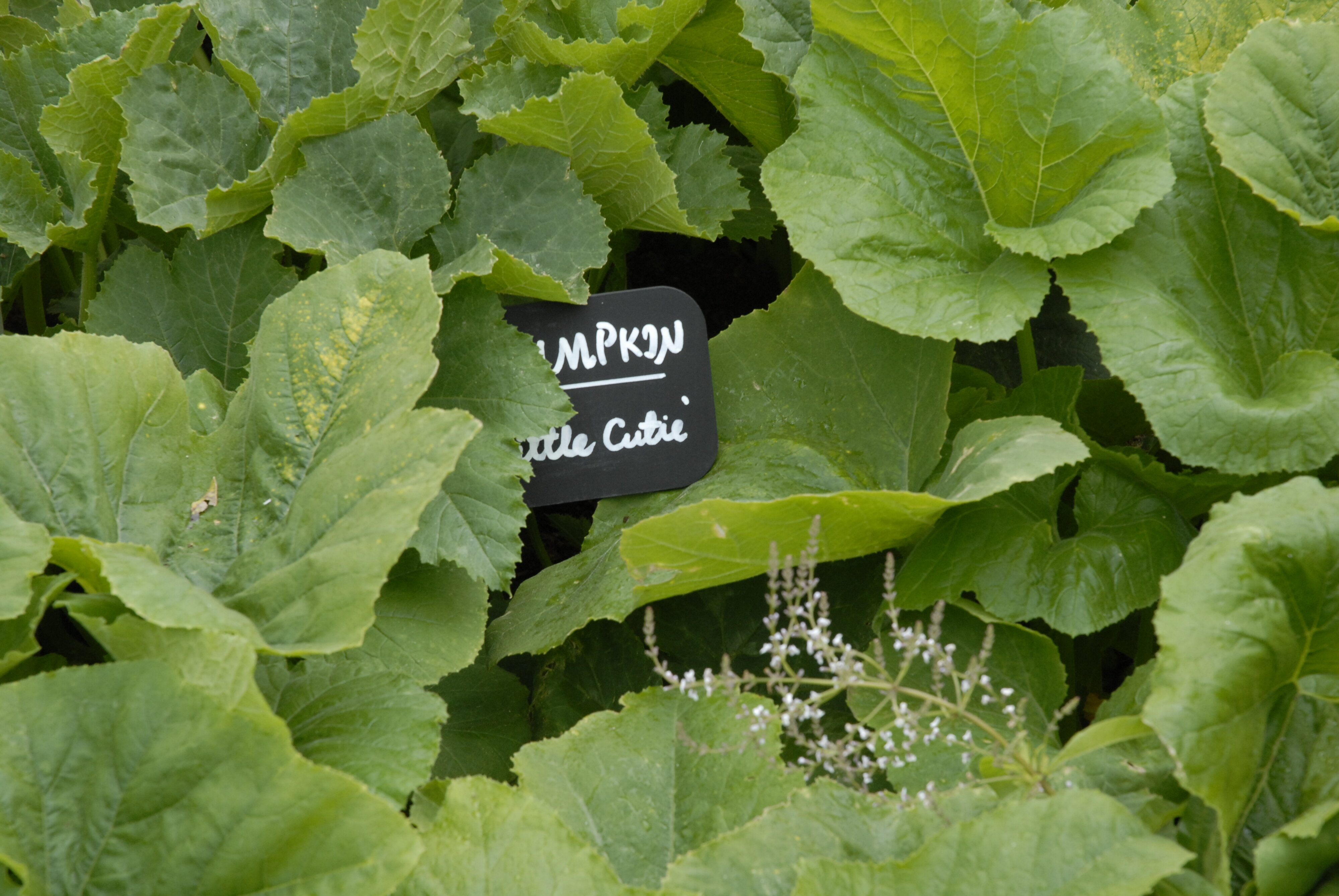  2009 Ellerslie Flower Show 088