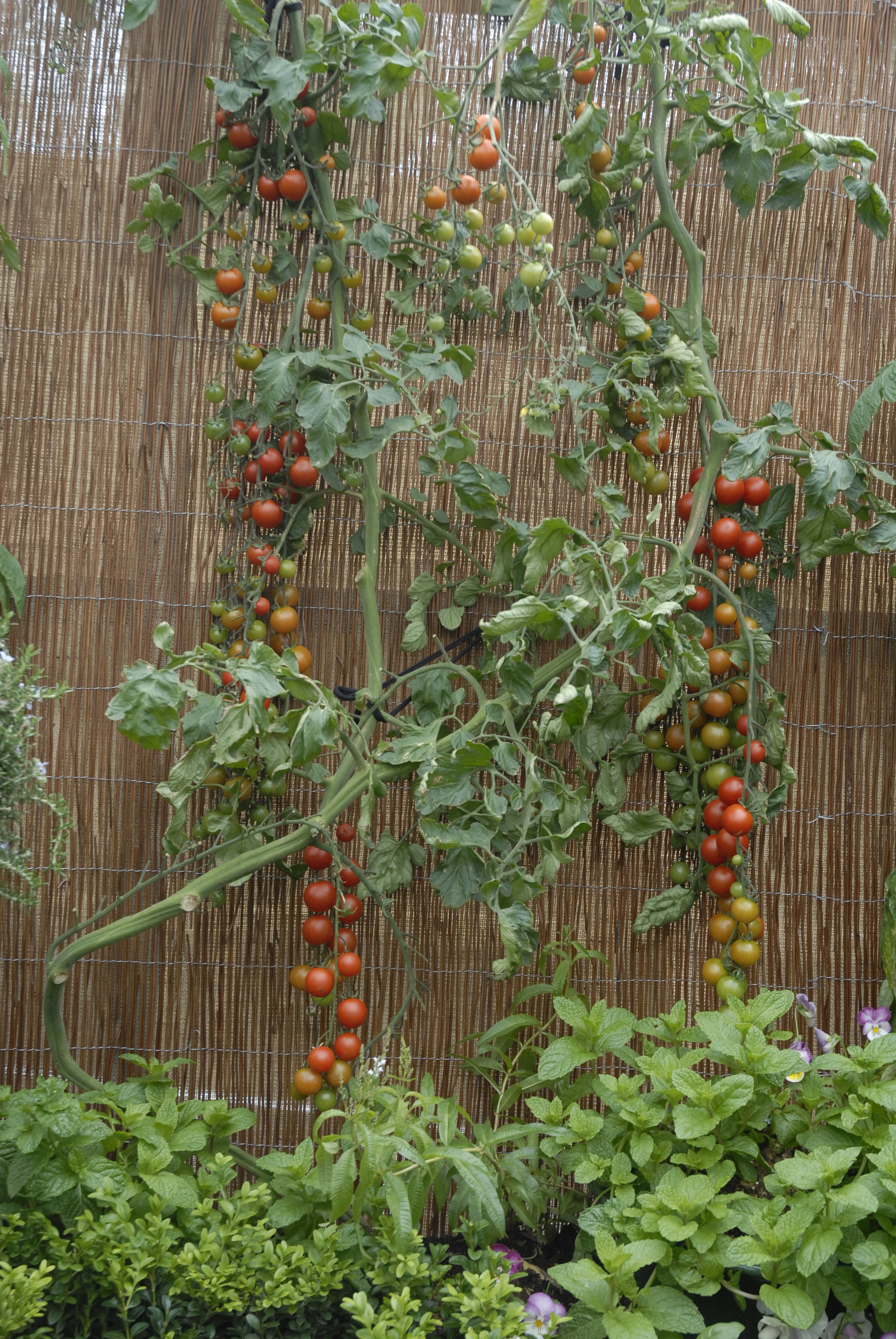  2009 Ellerslie Flower Show 089