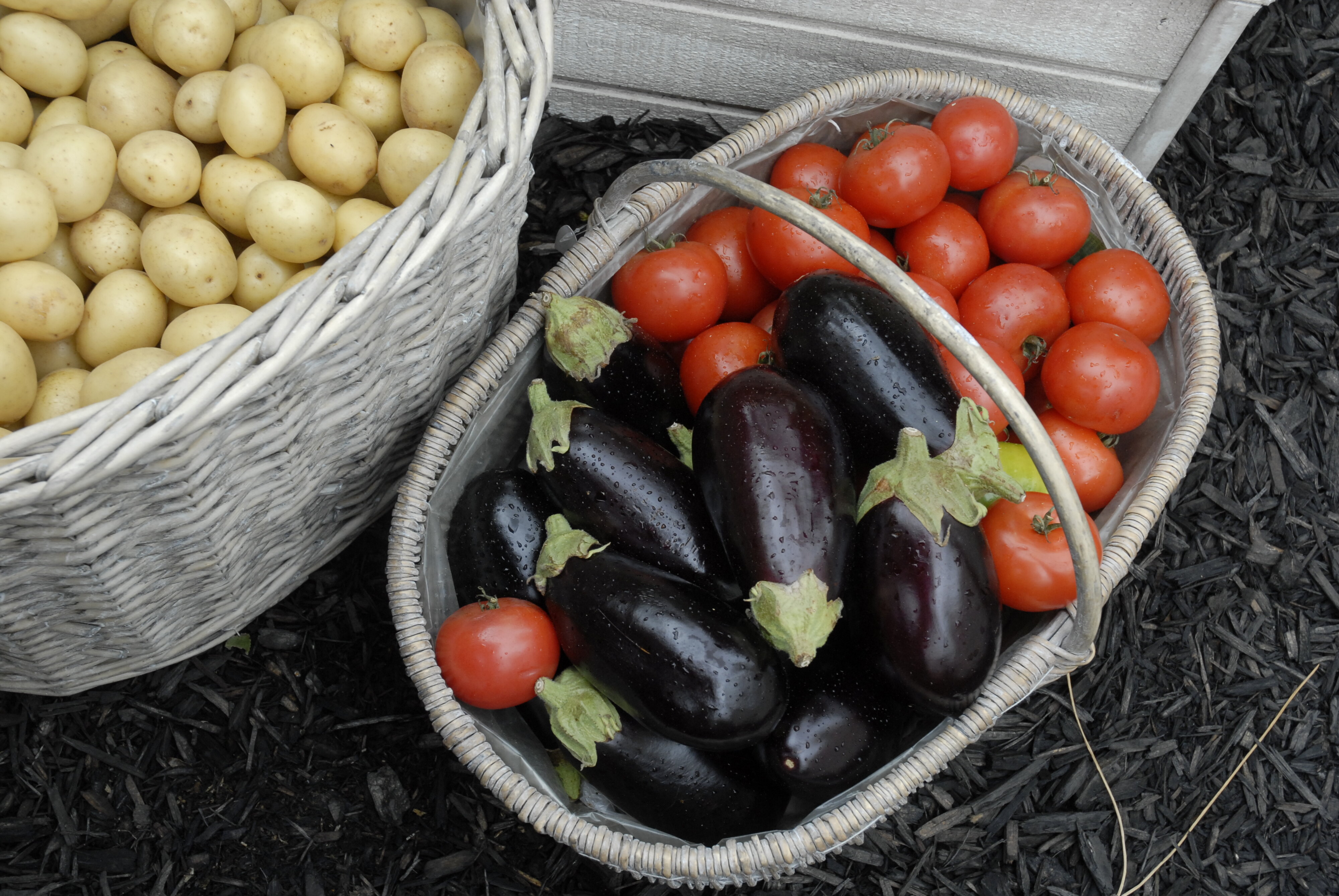  2009 Ellerslie Flower Show 092