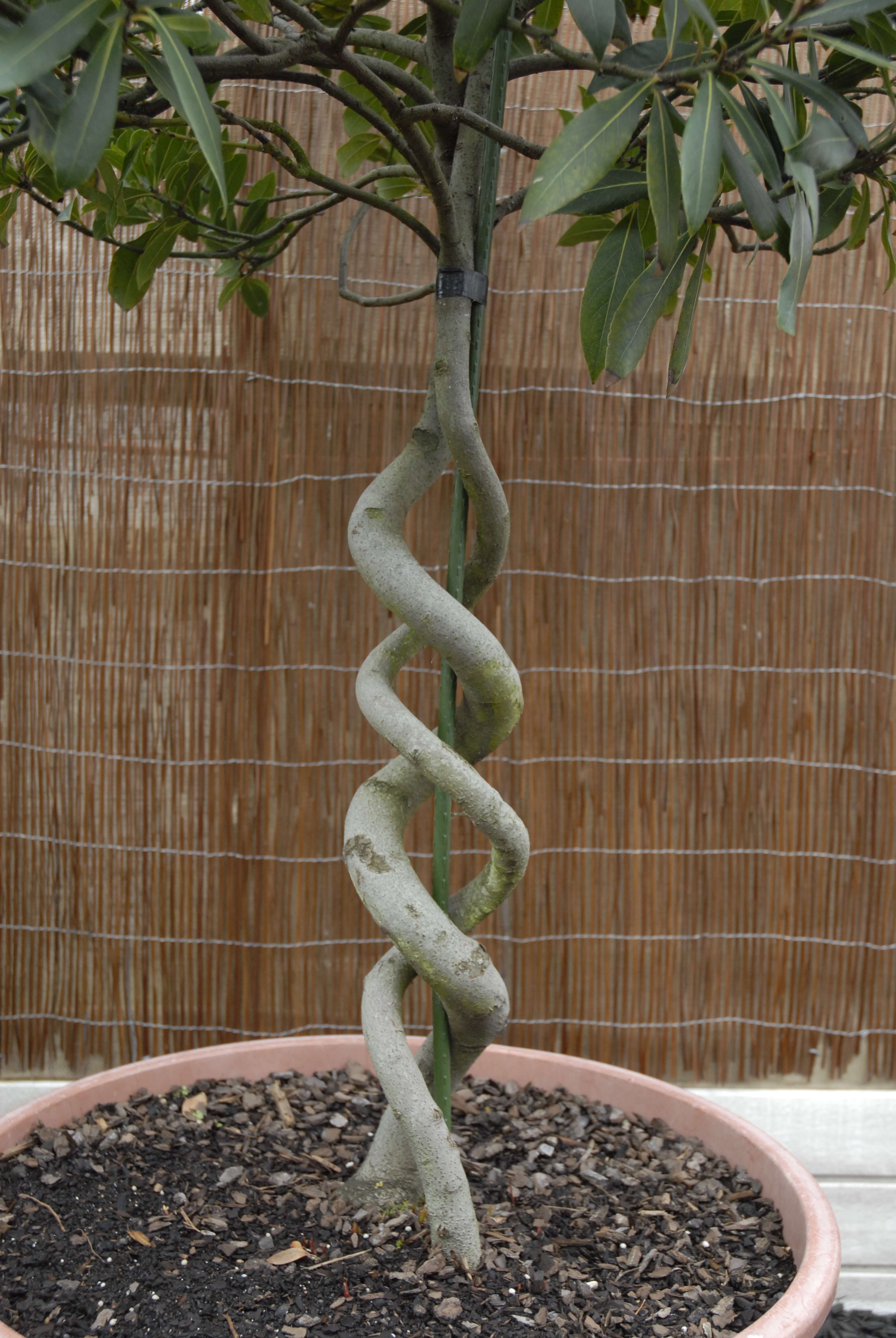  2009 Ellerslie Flower Show 094