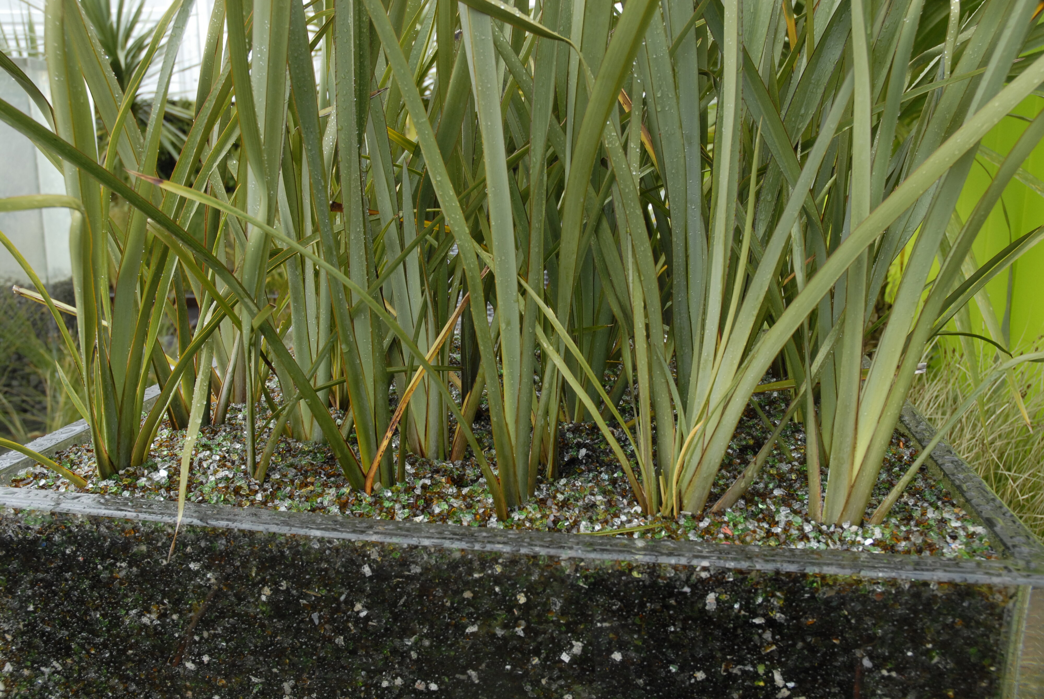  2009 Ellerslie Flower Show 105