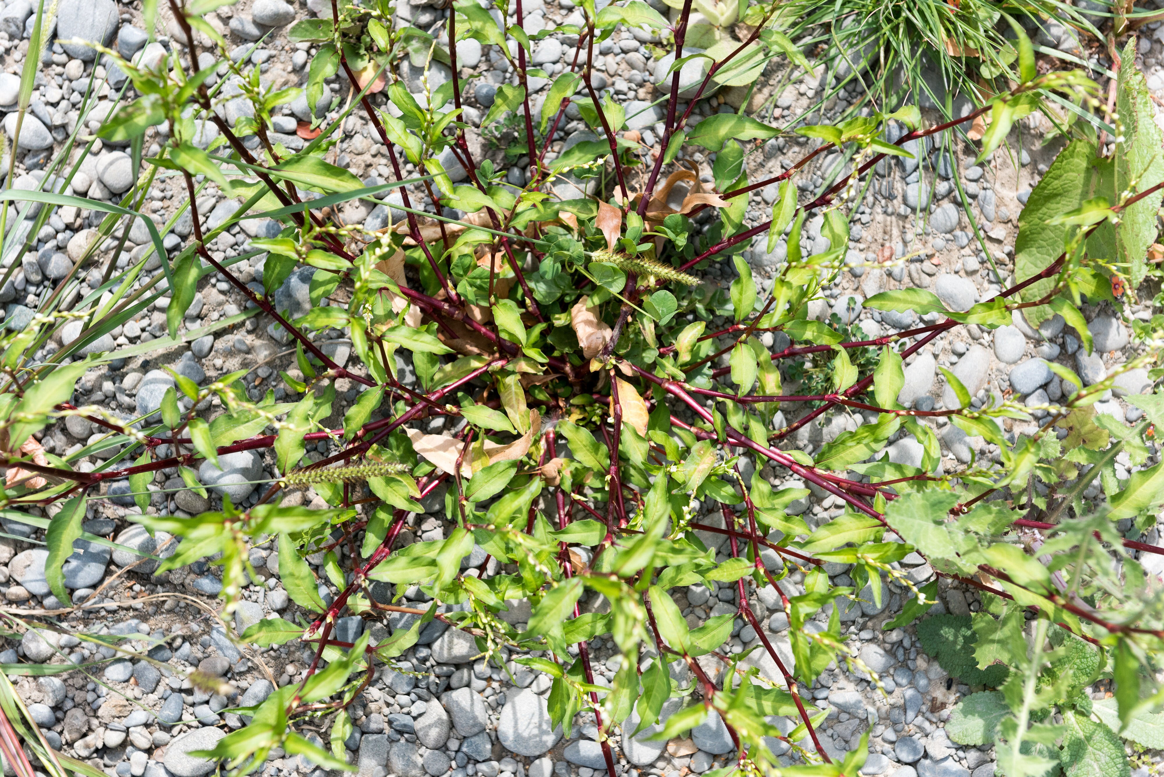 2016 SoLA Vertical Studio 2016-03-04  28 (2)