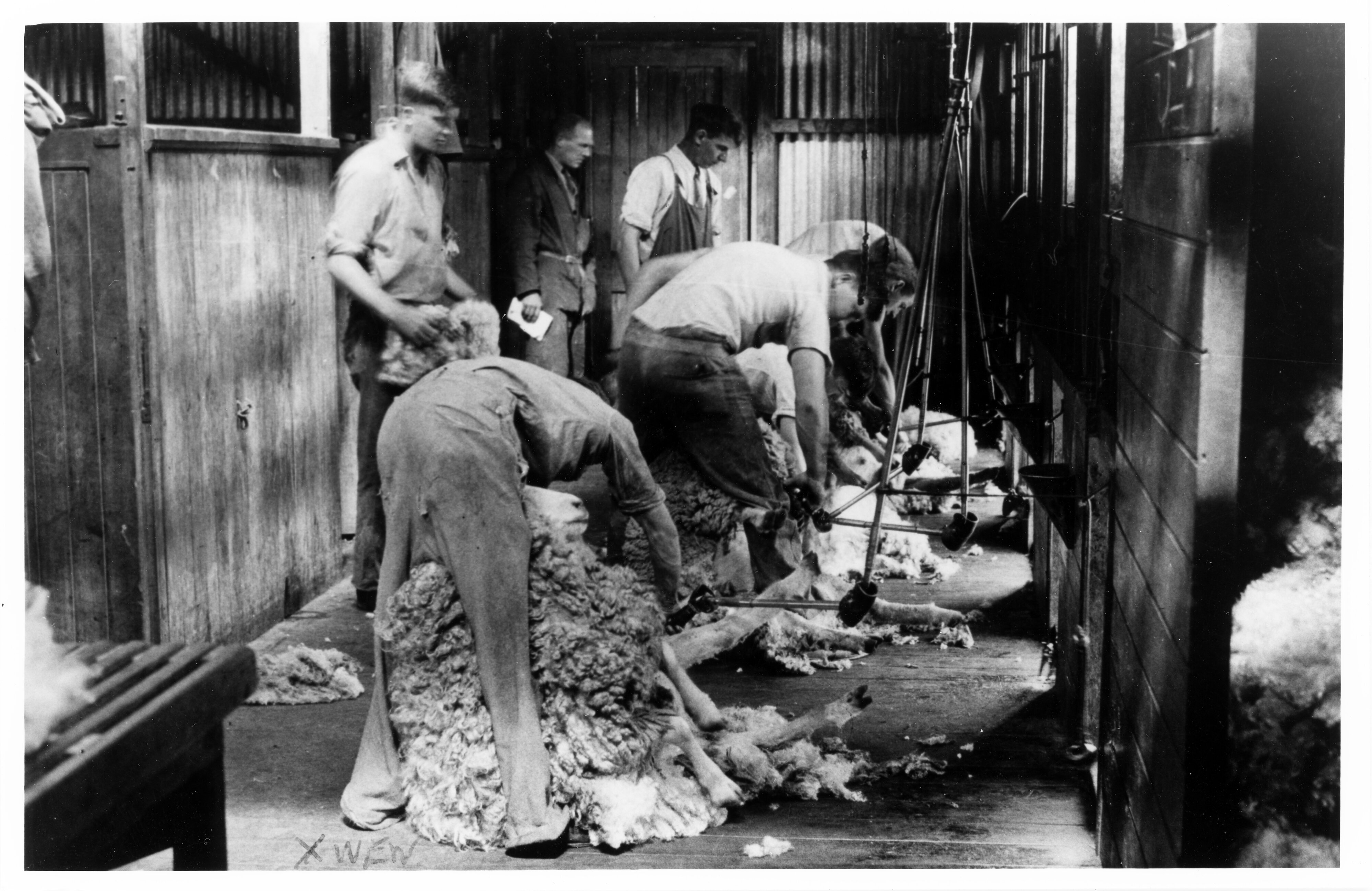 1936 Shearing board