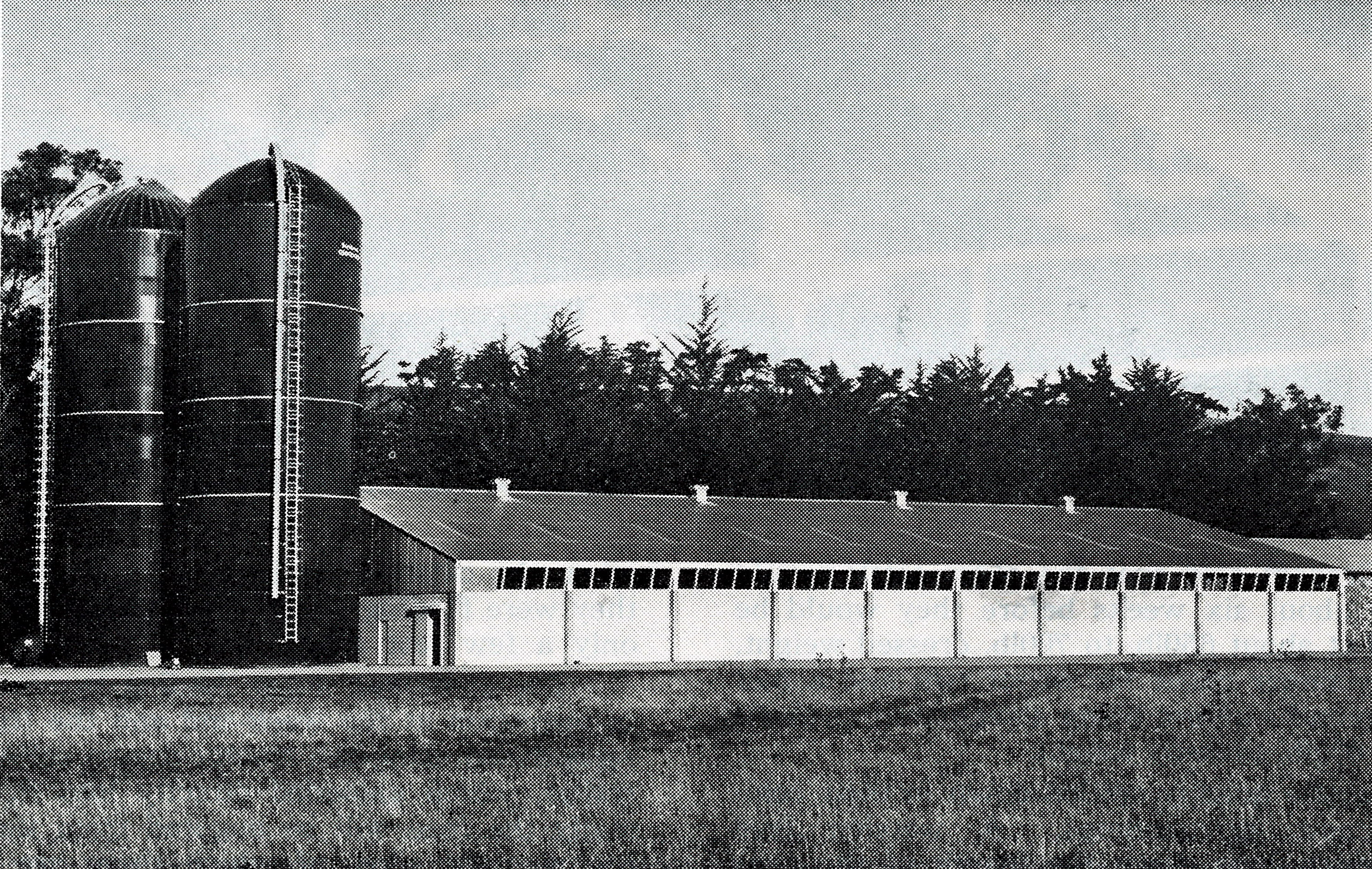 1966 Factory farming in beef production