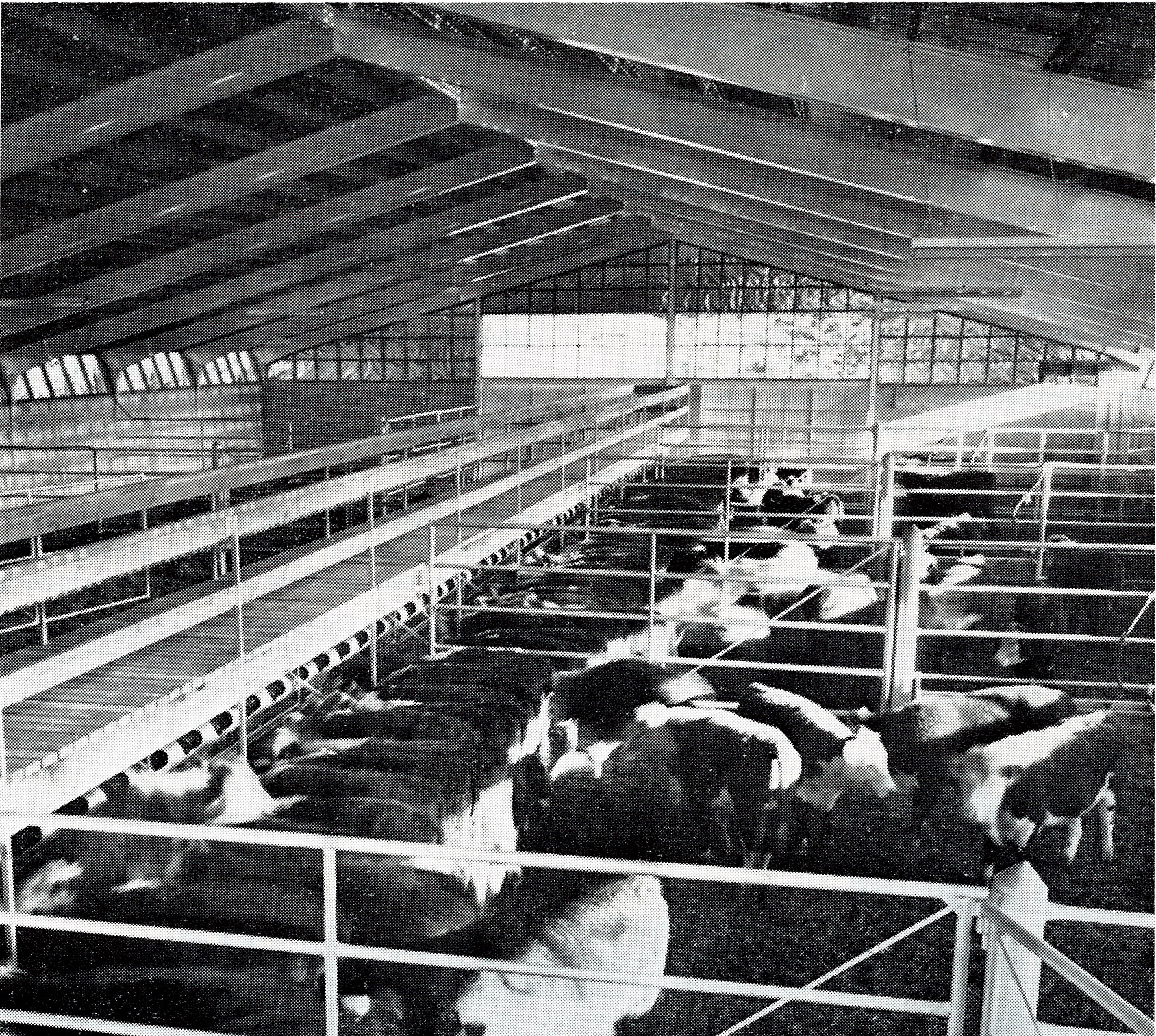 1966 Factory farming in beef production 2