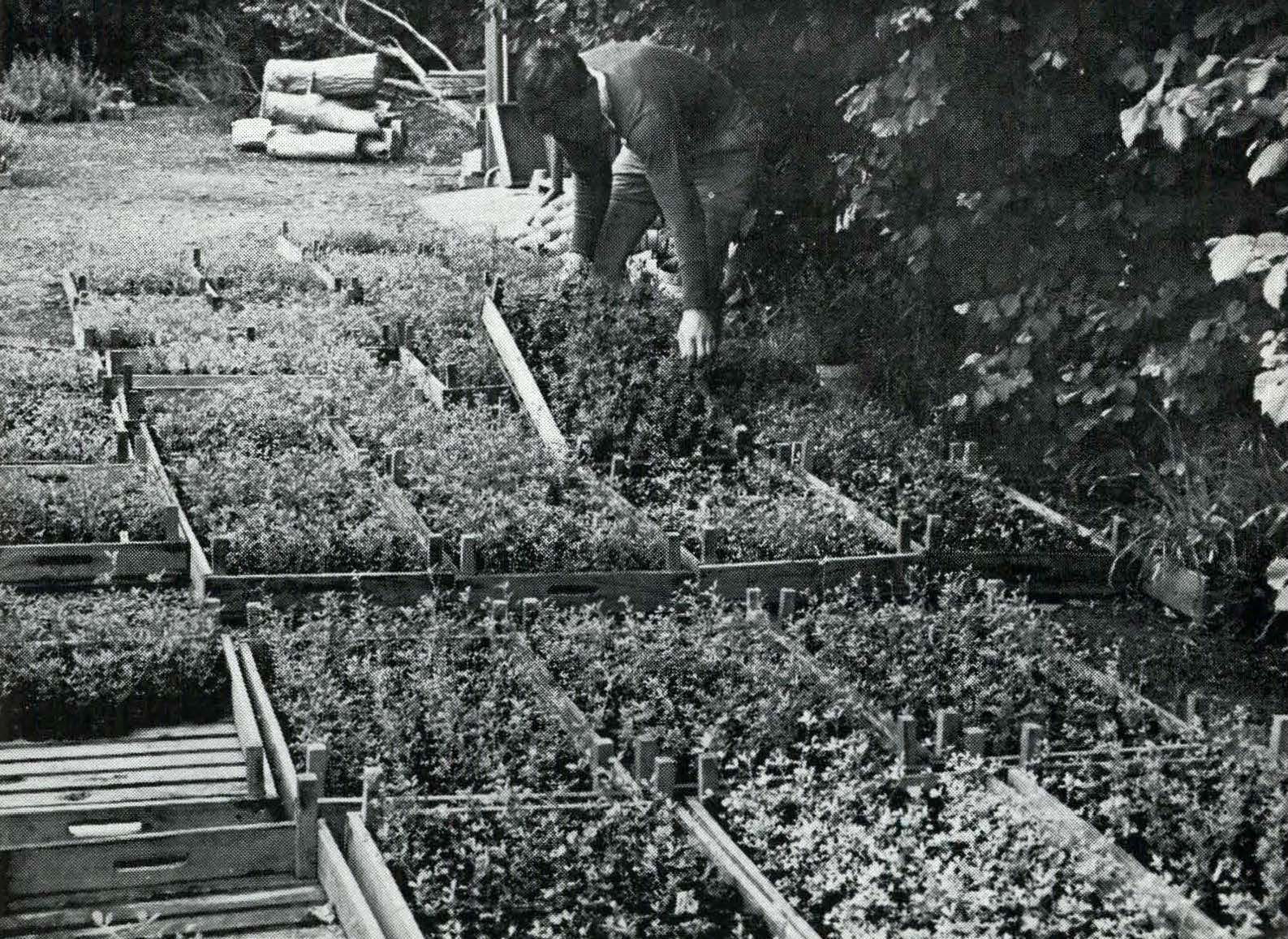 1962 Some of the 9,000 Rambler glutinosa cuttings