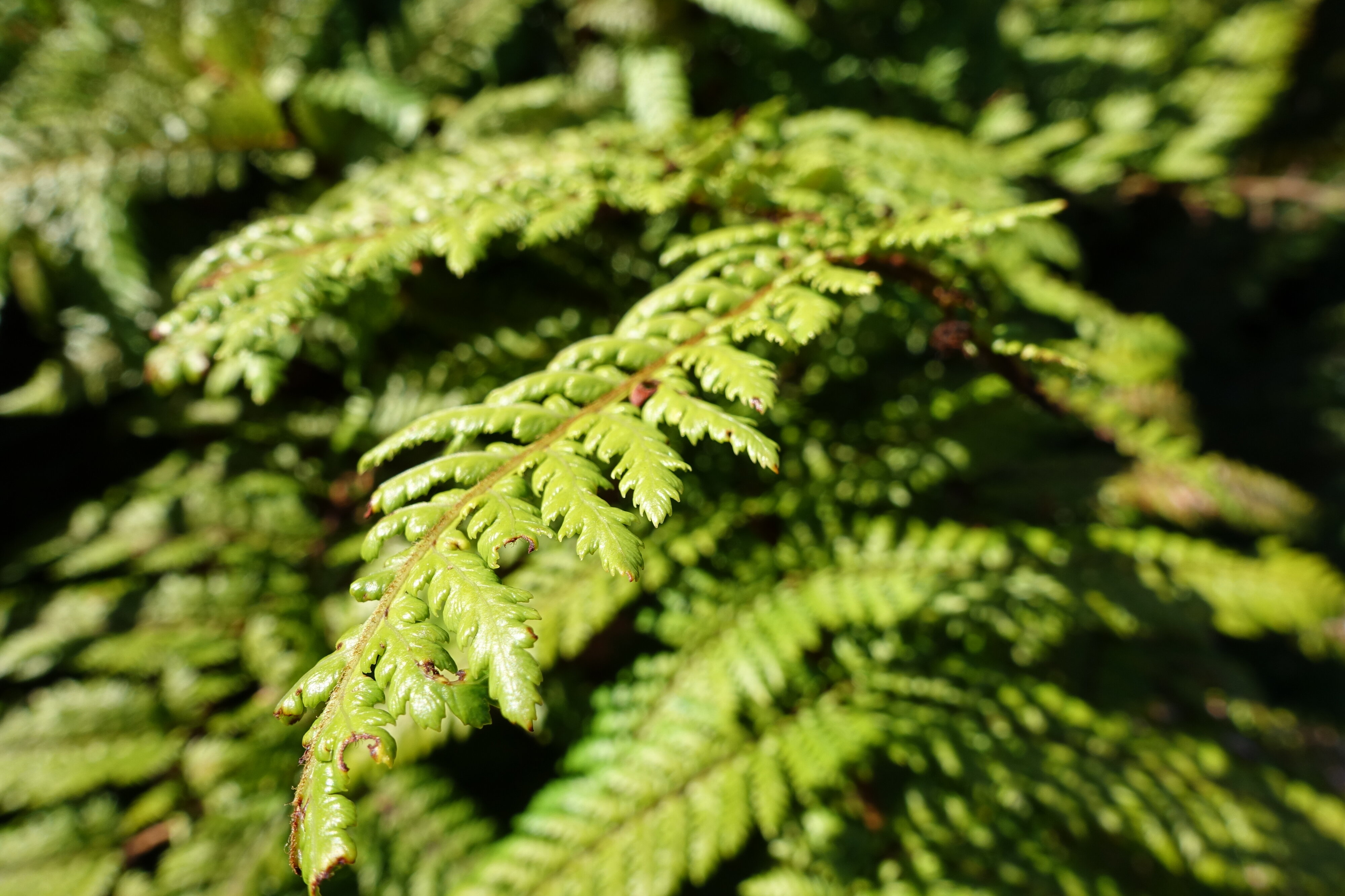 2016 Ferns in campus garden 05