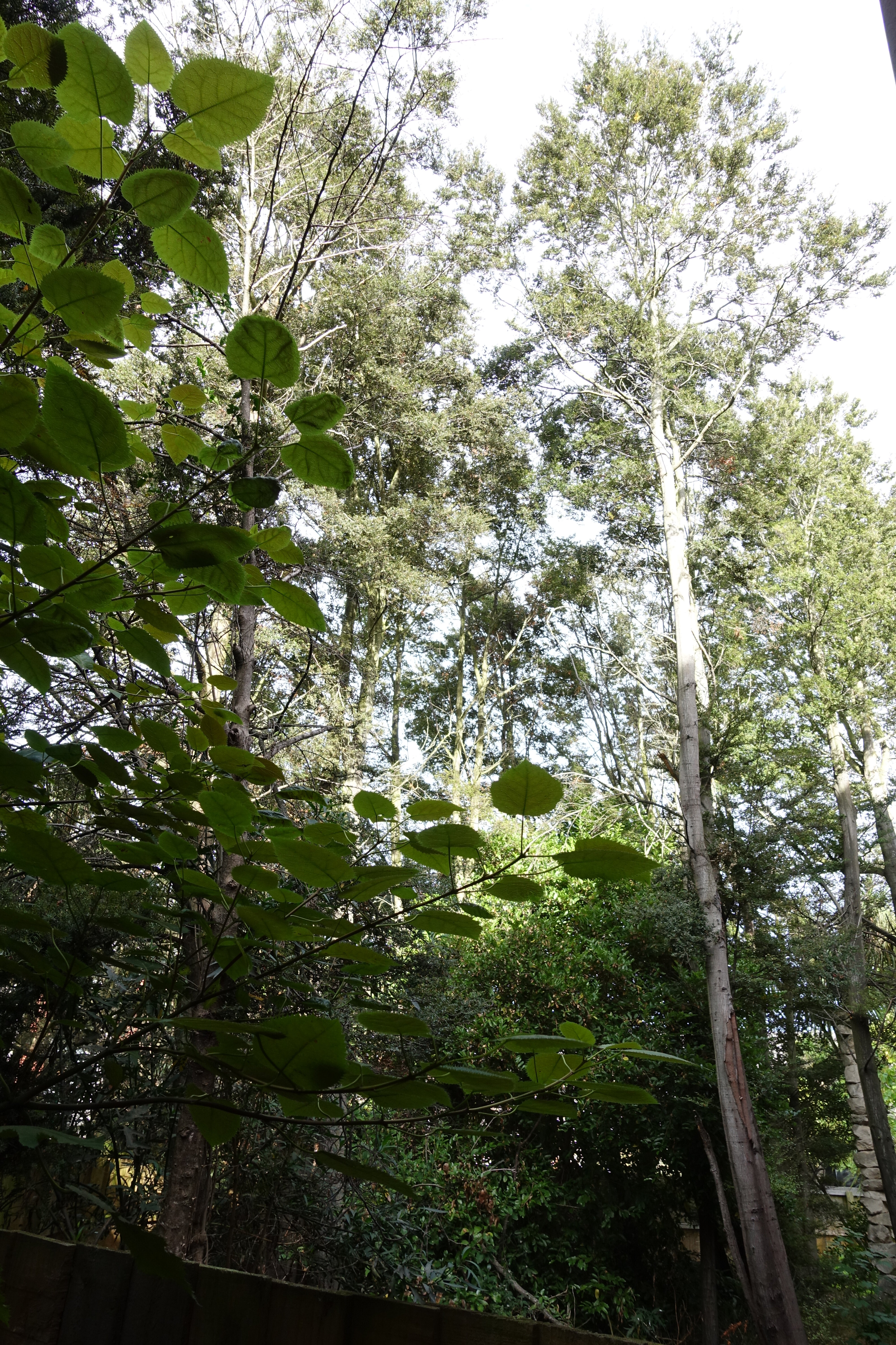 2016 Trees in campus garden 02