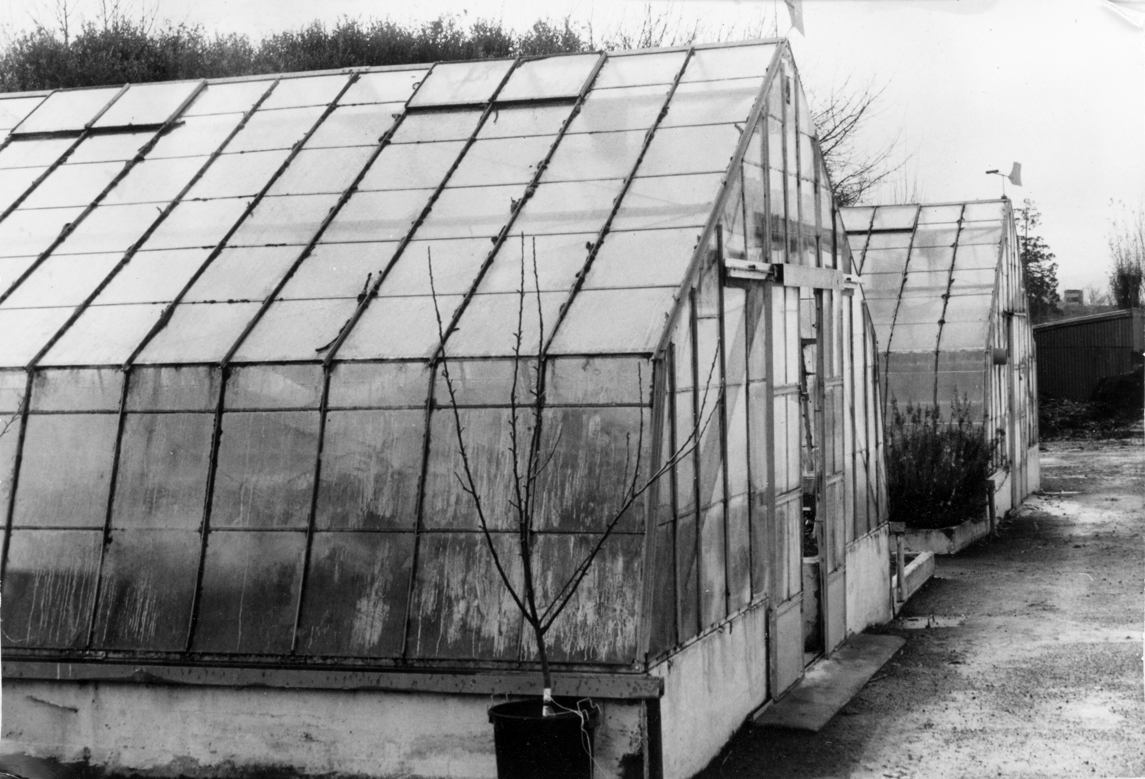 1974 Lincoln College Nursery 8