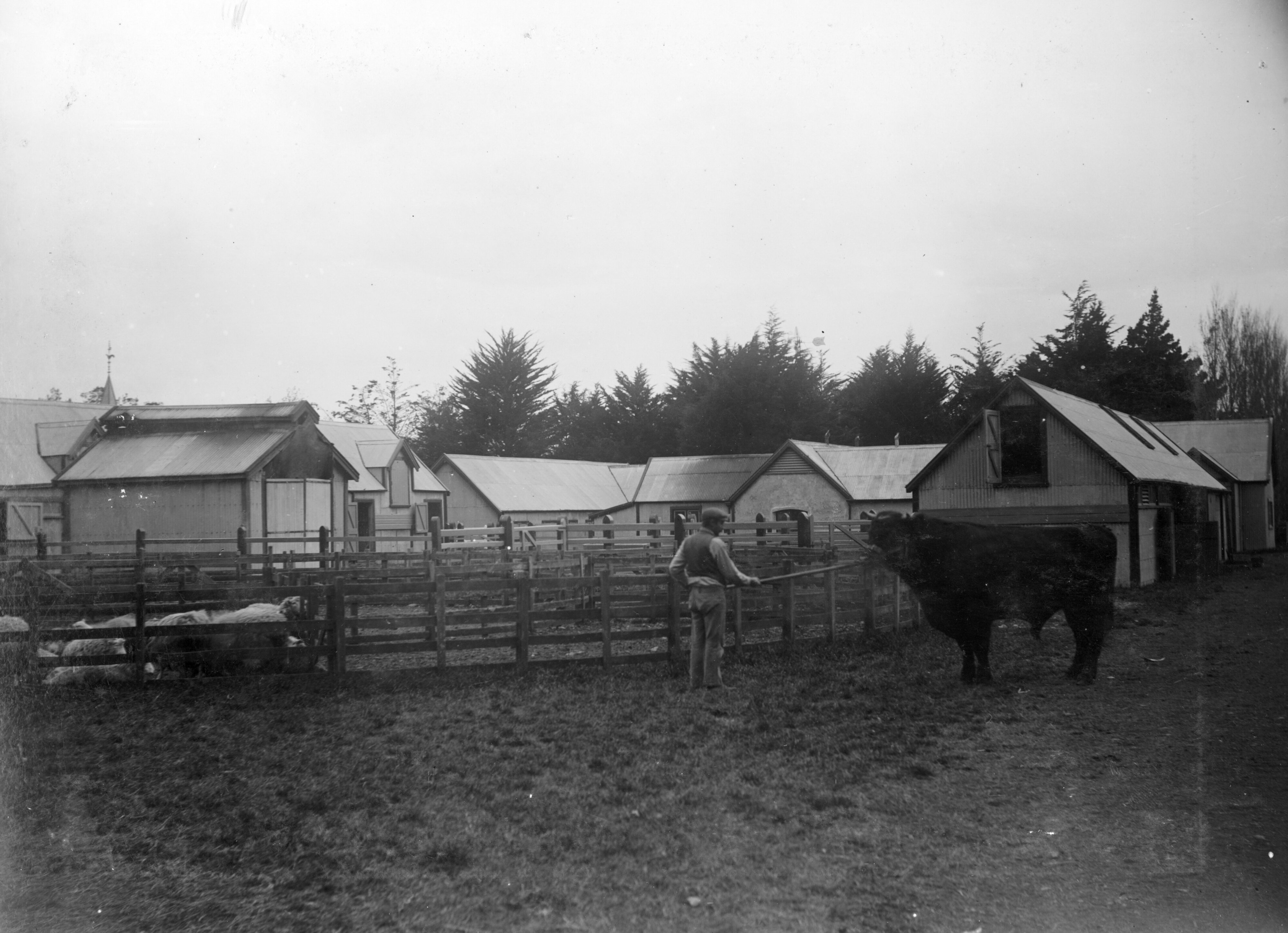 Canterbury Agricultural College Farm buildings 1