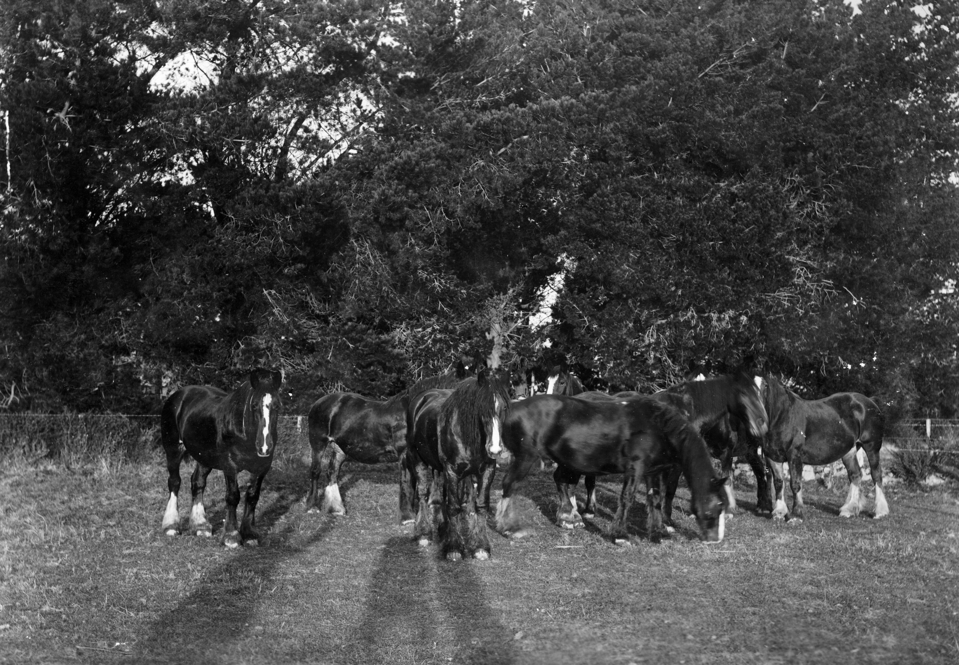 Circa 1900 Canterbury Agricultural College Horses 1