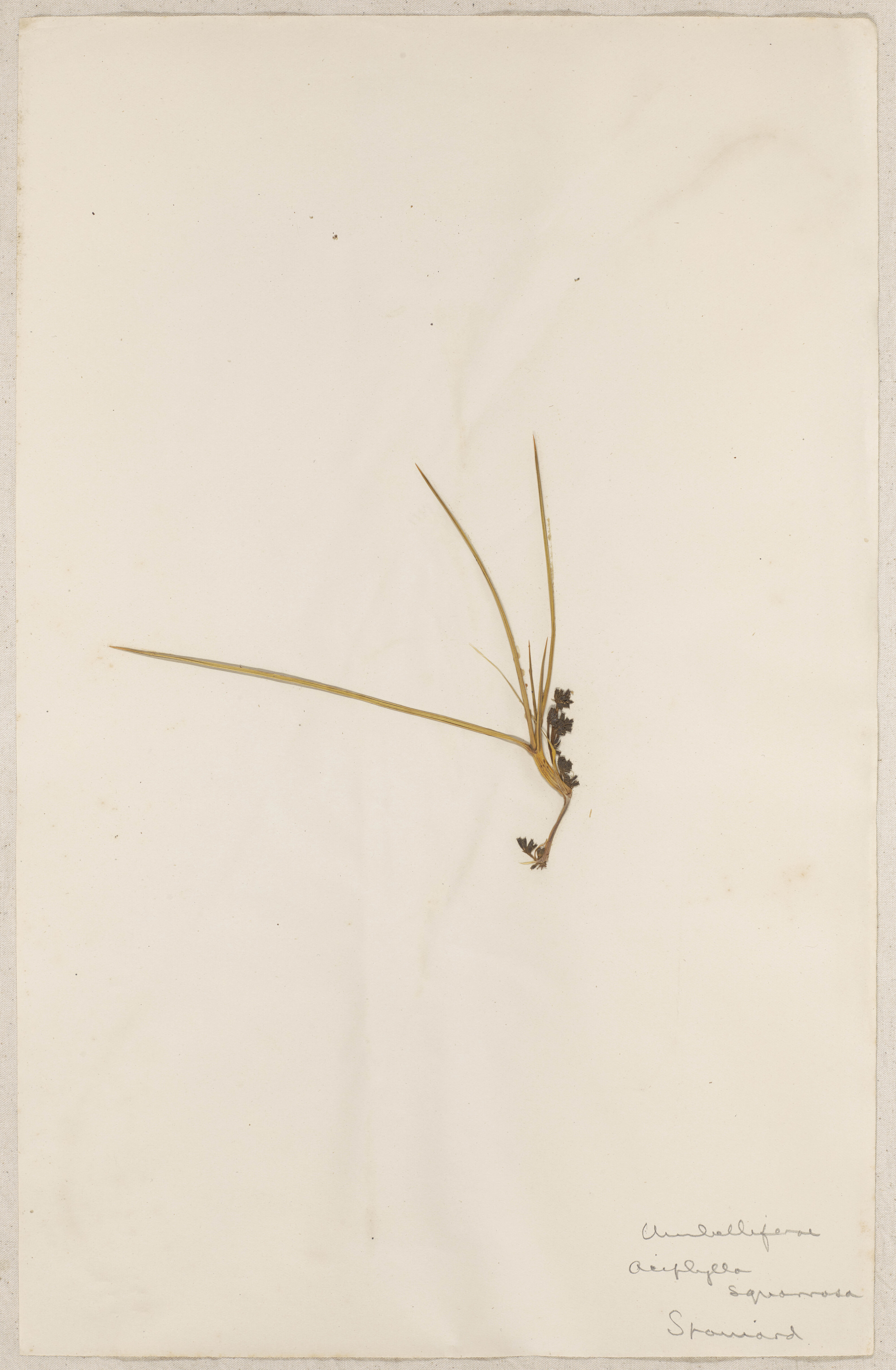 Lincoln School of Agriculture Botanical Specimen 2