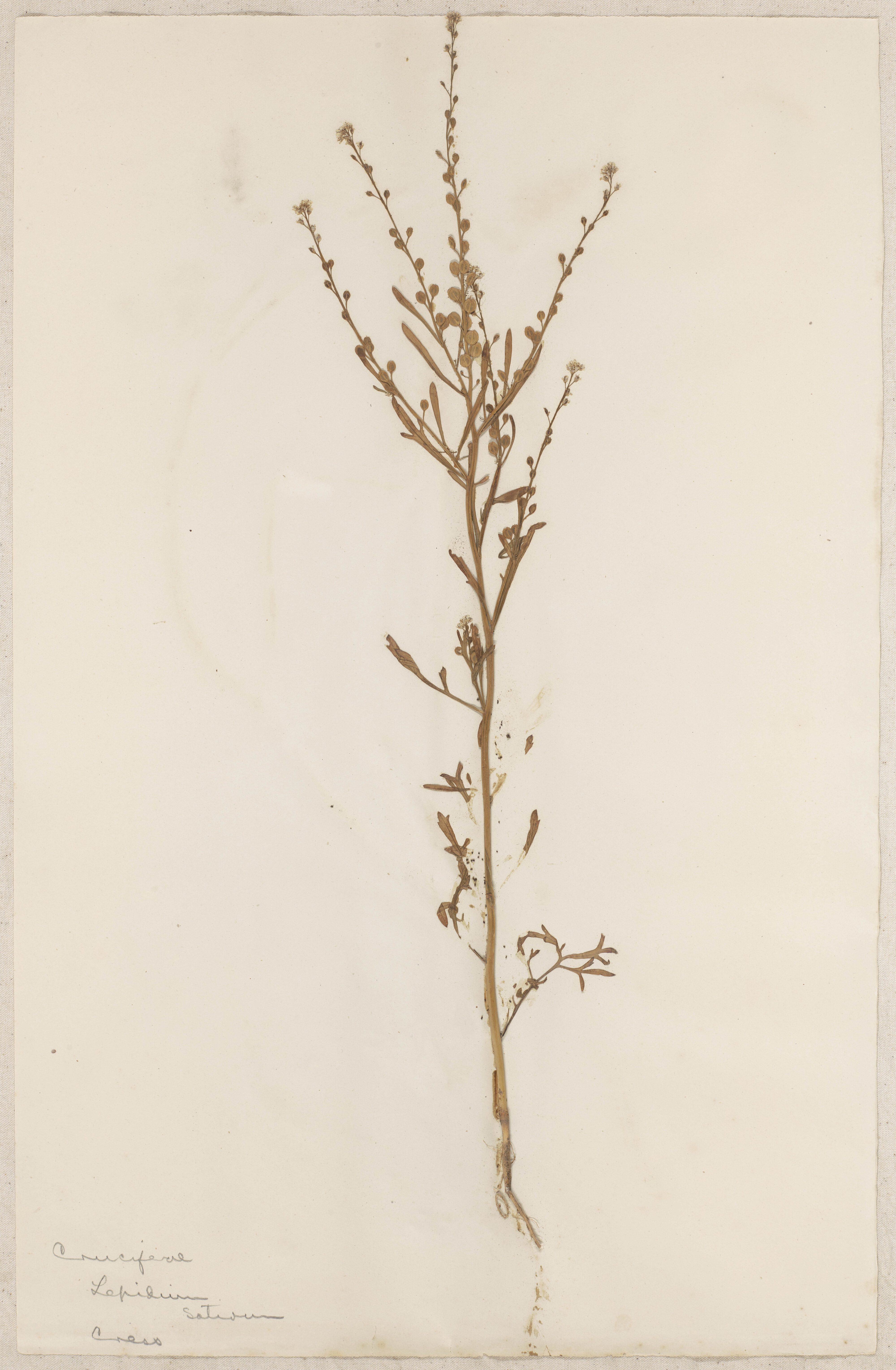 Lincoln School of Agriculture Botanical Specimen 6 