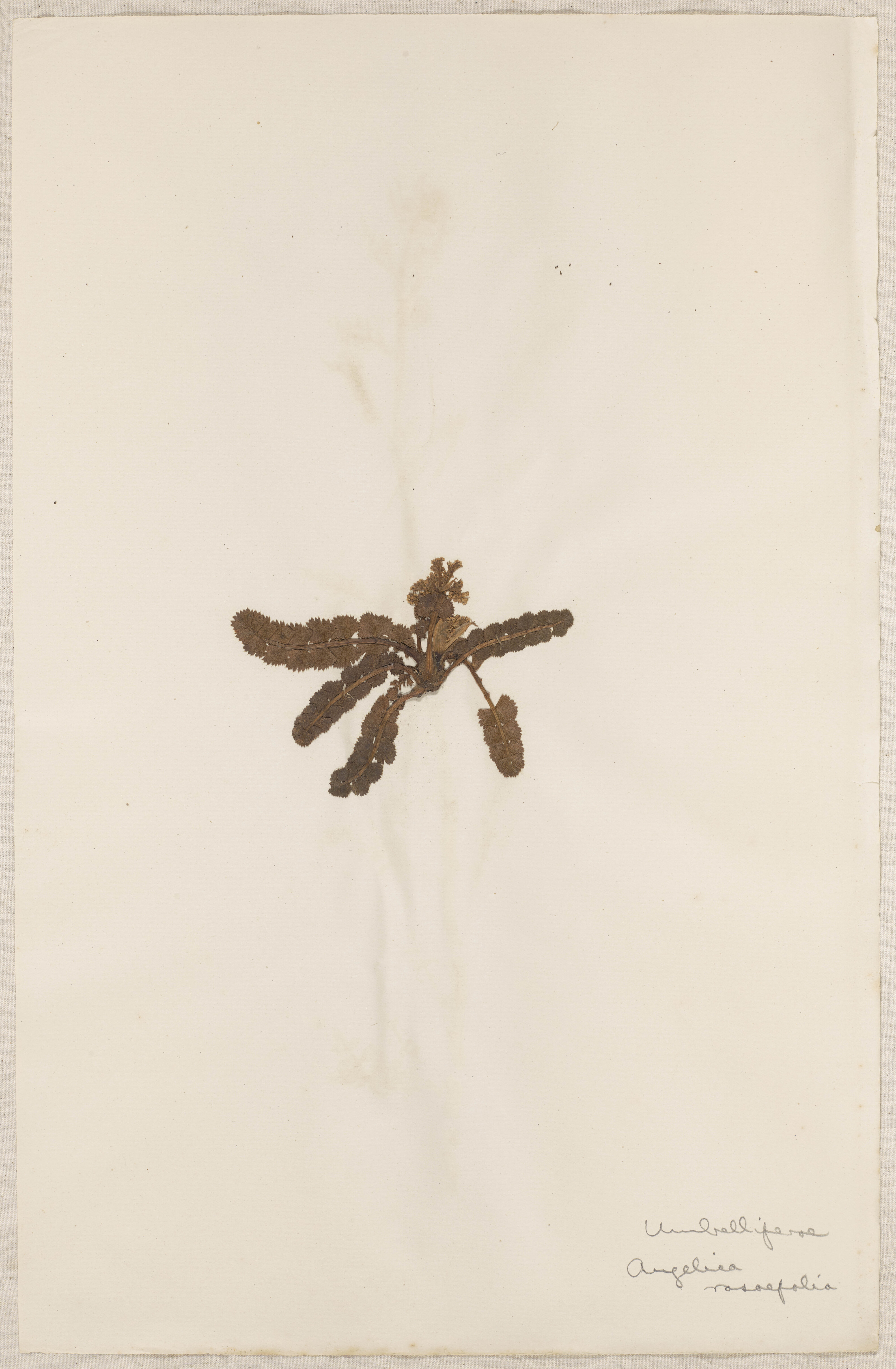 Lincoln School of Agriculture Botanical Specimen 8 