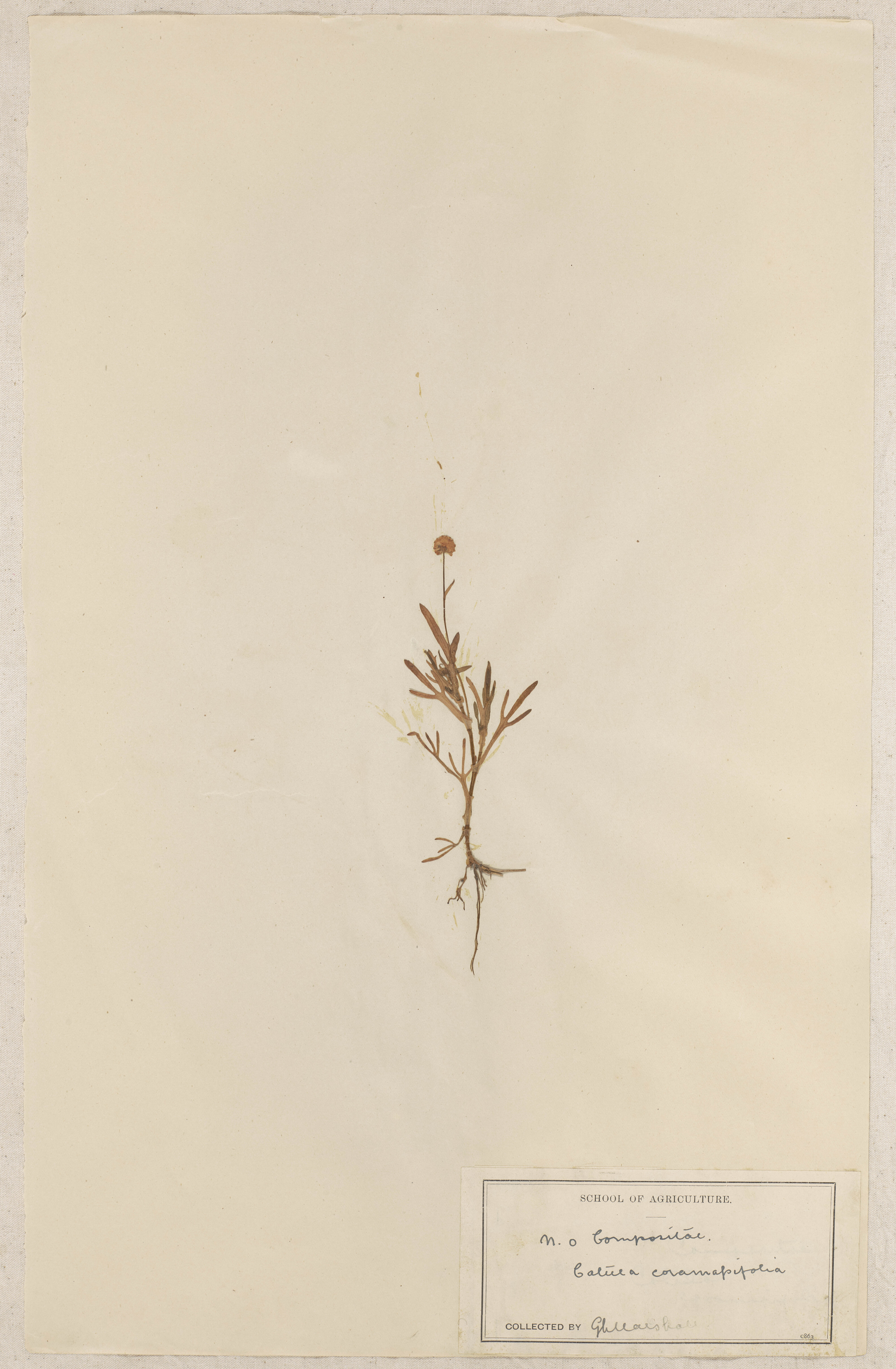 Lincoln School of Agriculture Botanical Specimen 16 