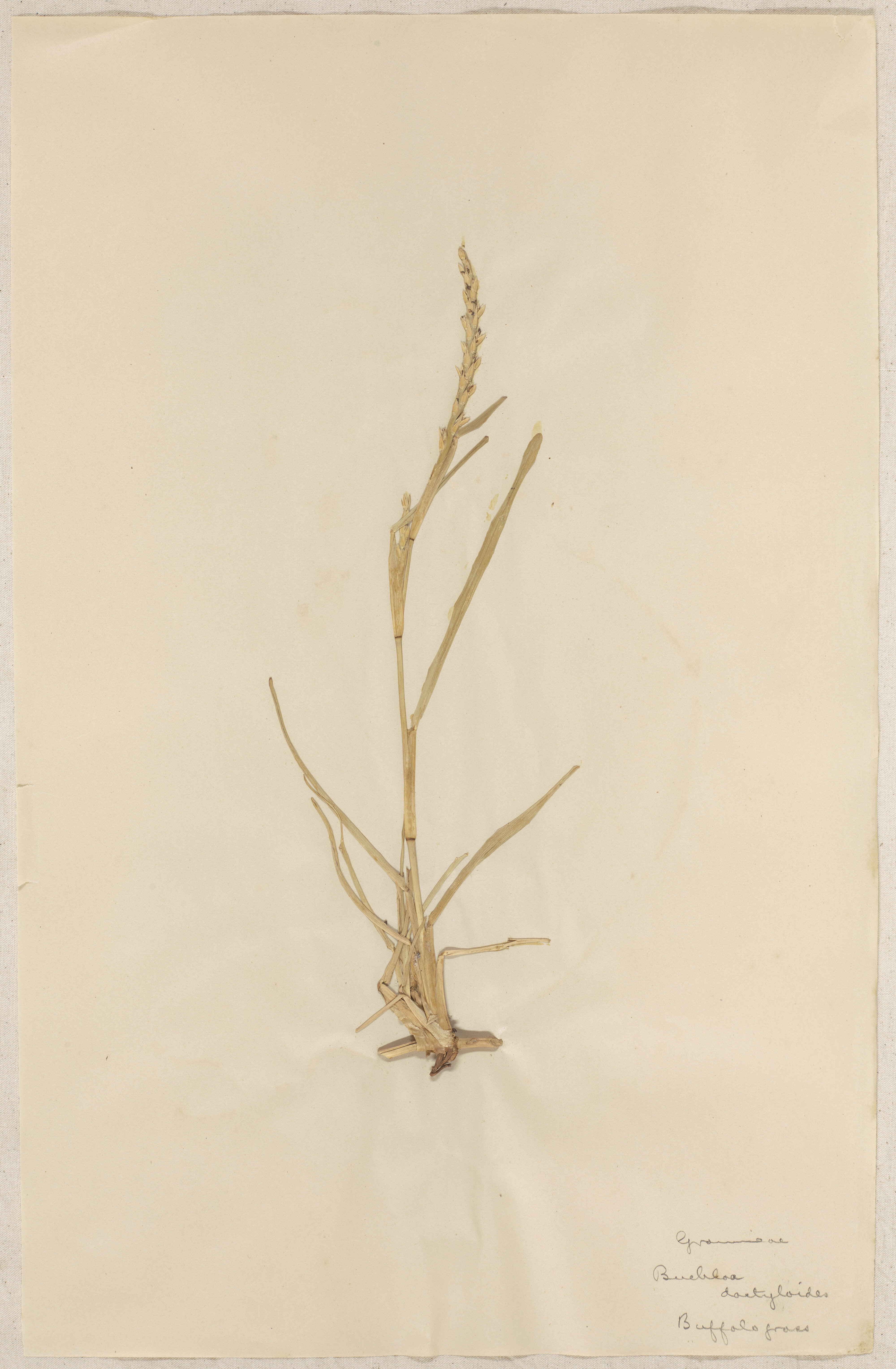 Lincoln School of Agriculture Botanical Specimen 33 