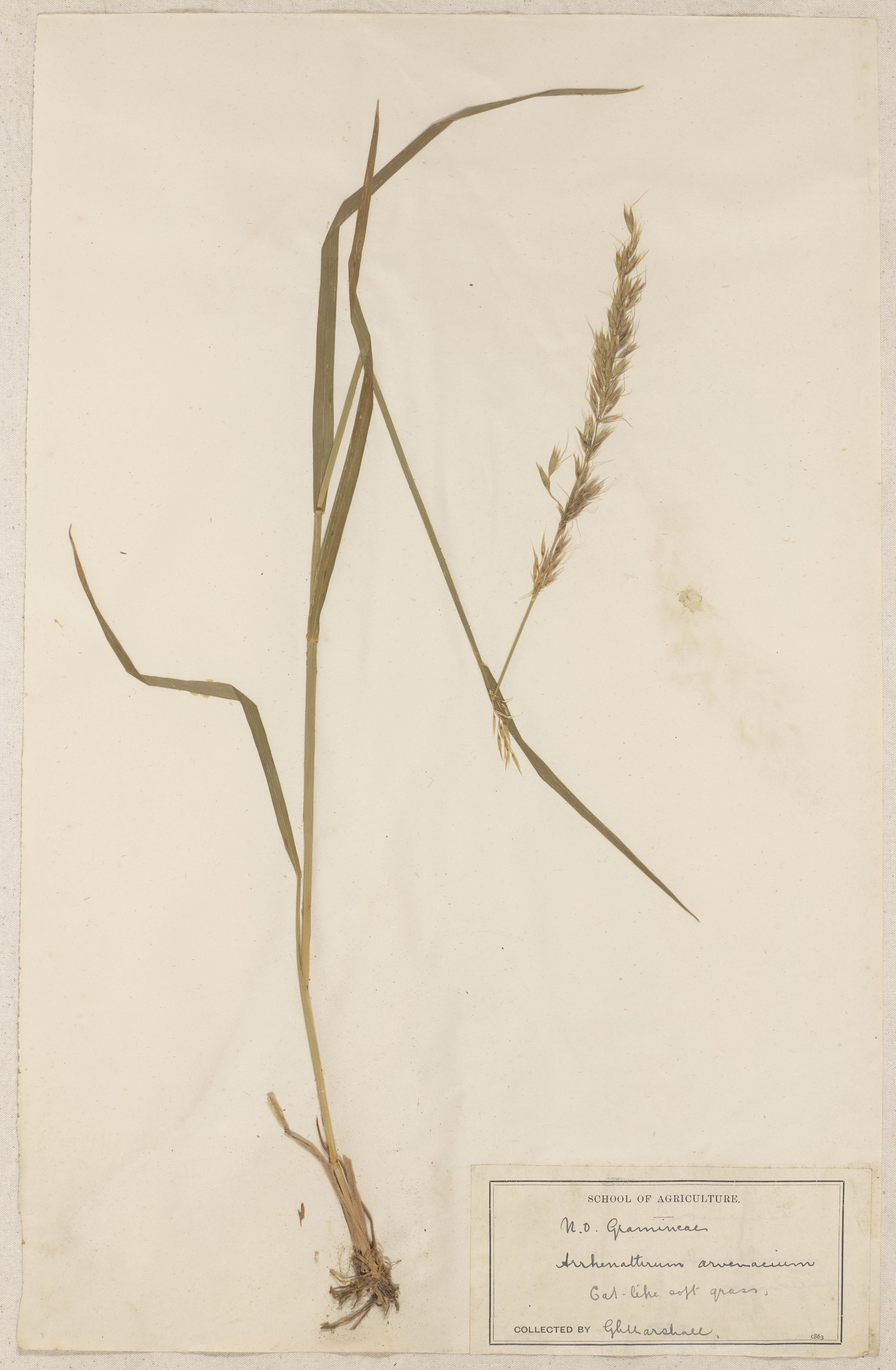 Lincoln School of Agriculture Botanical Specimen 45 