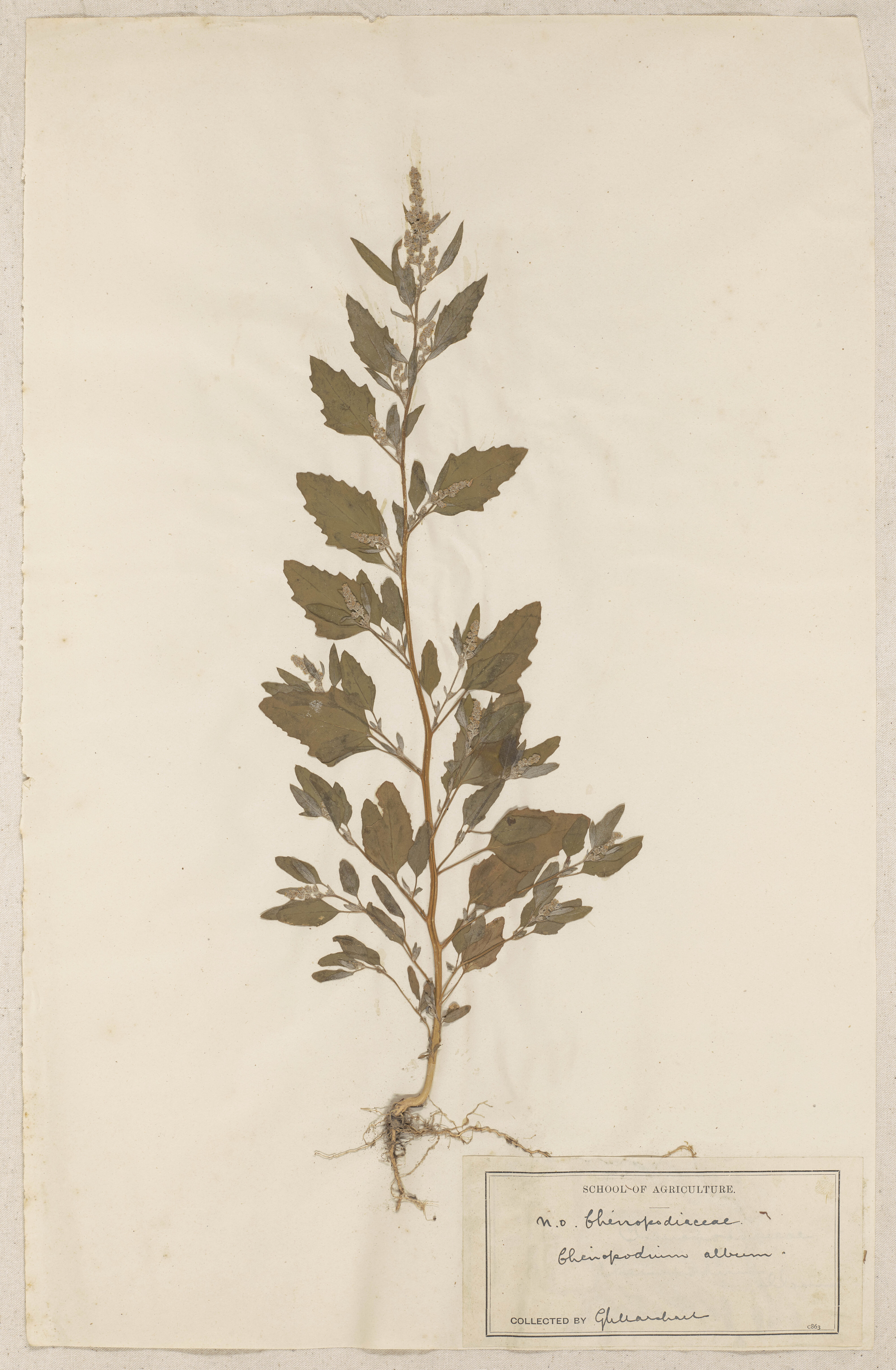 Lincoln School of Agriculture Botanical Specimen 53 