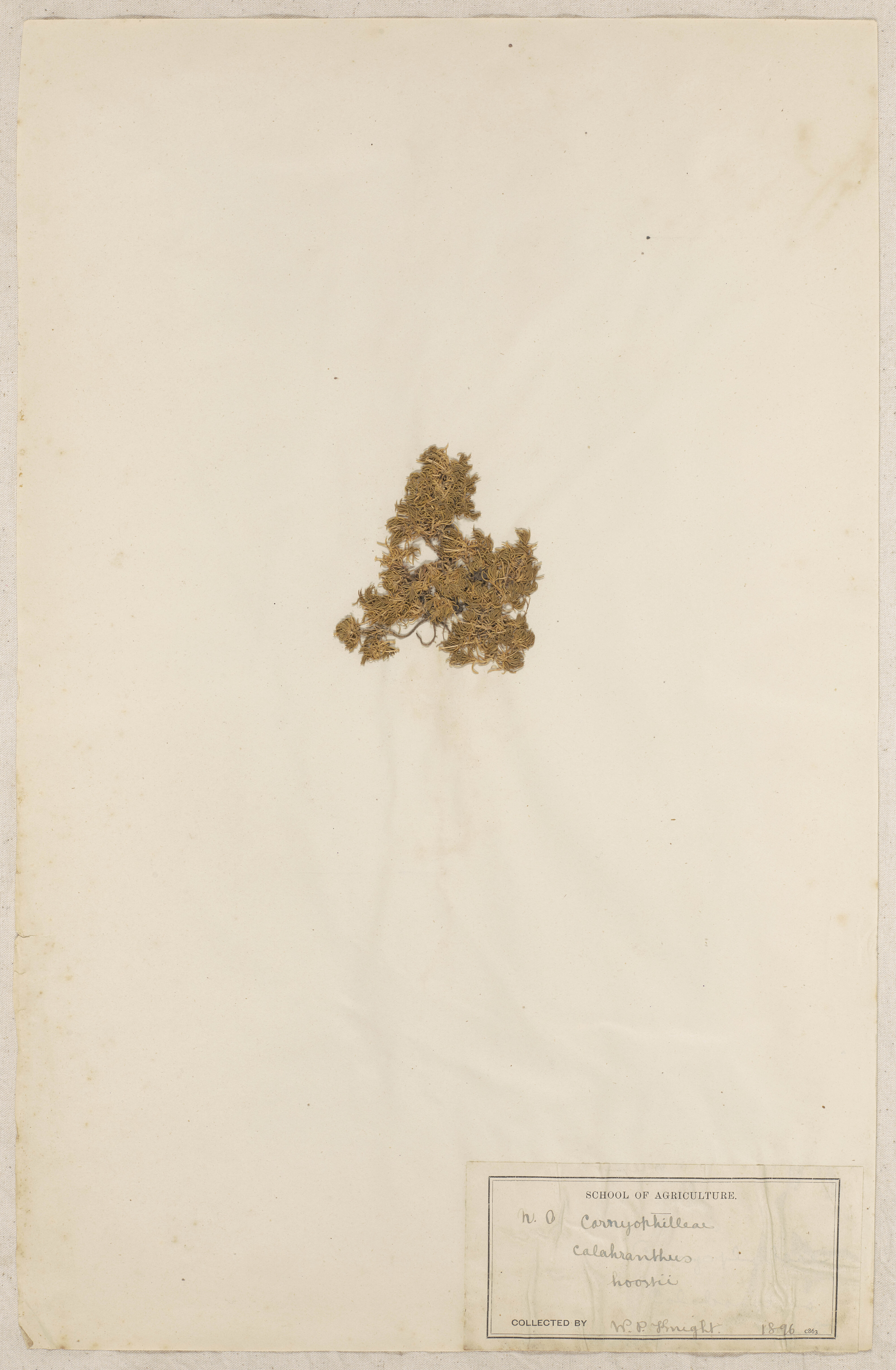 Lincoln School of Agriculture Botanical Specimen 68 