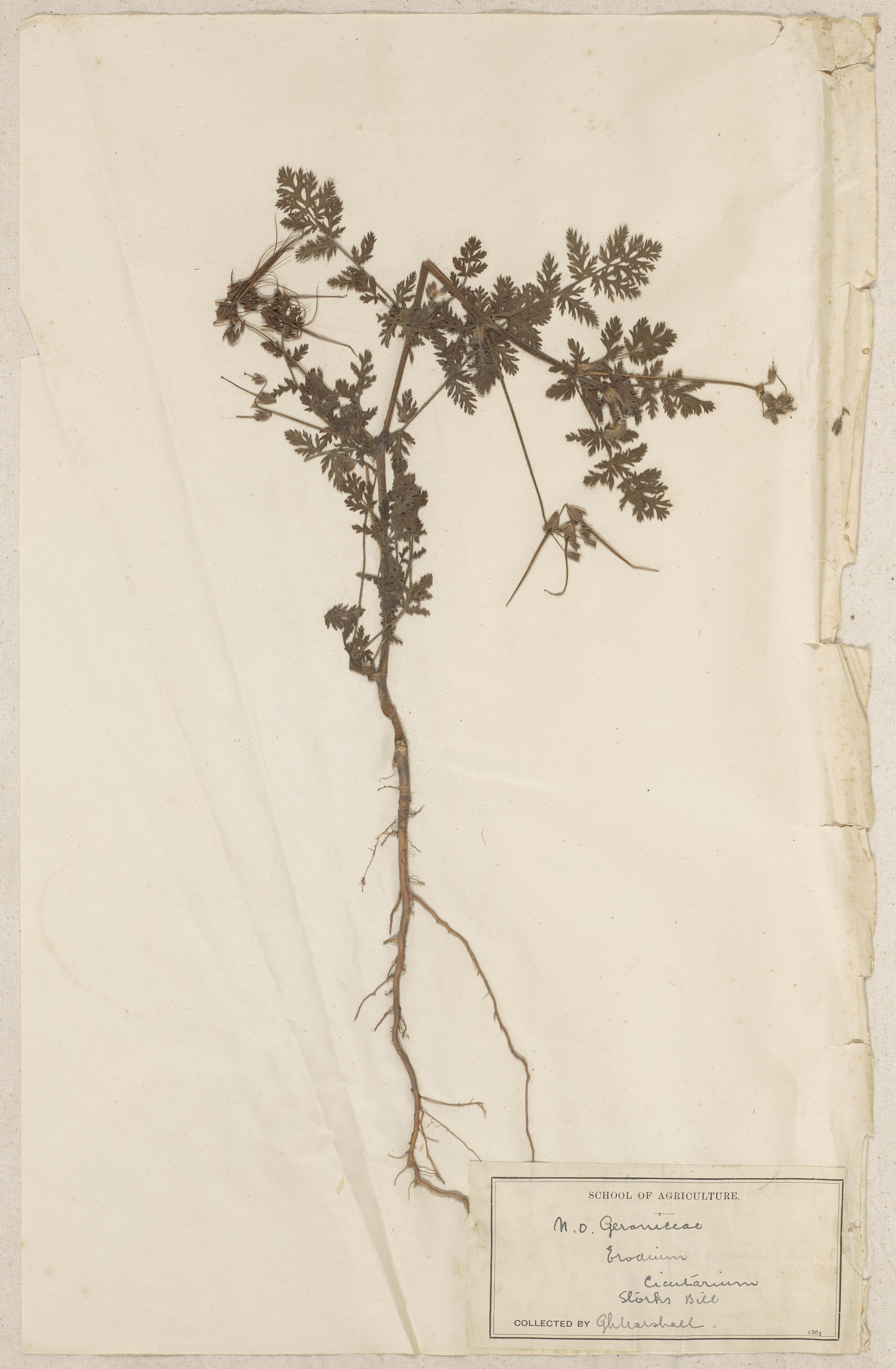 Lincoln School of Agriculture Botanical Specimen 76 