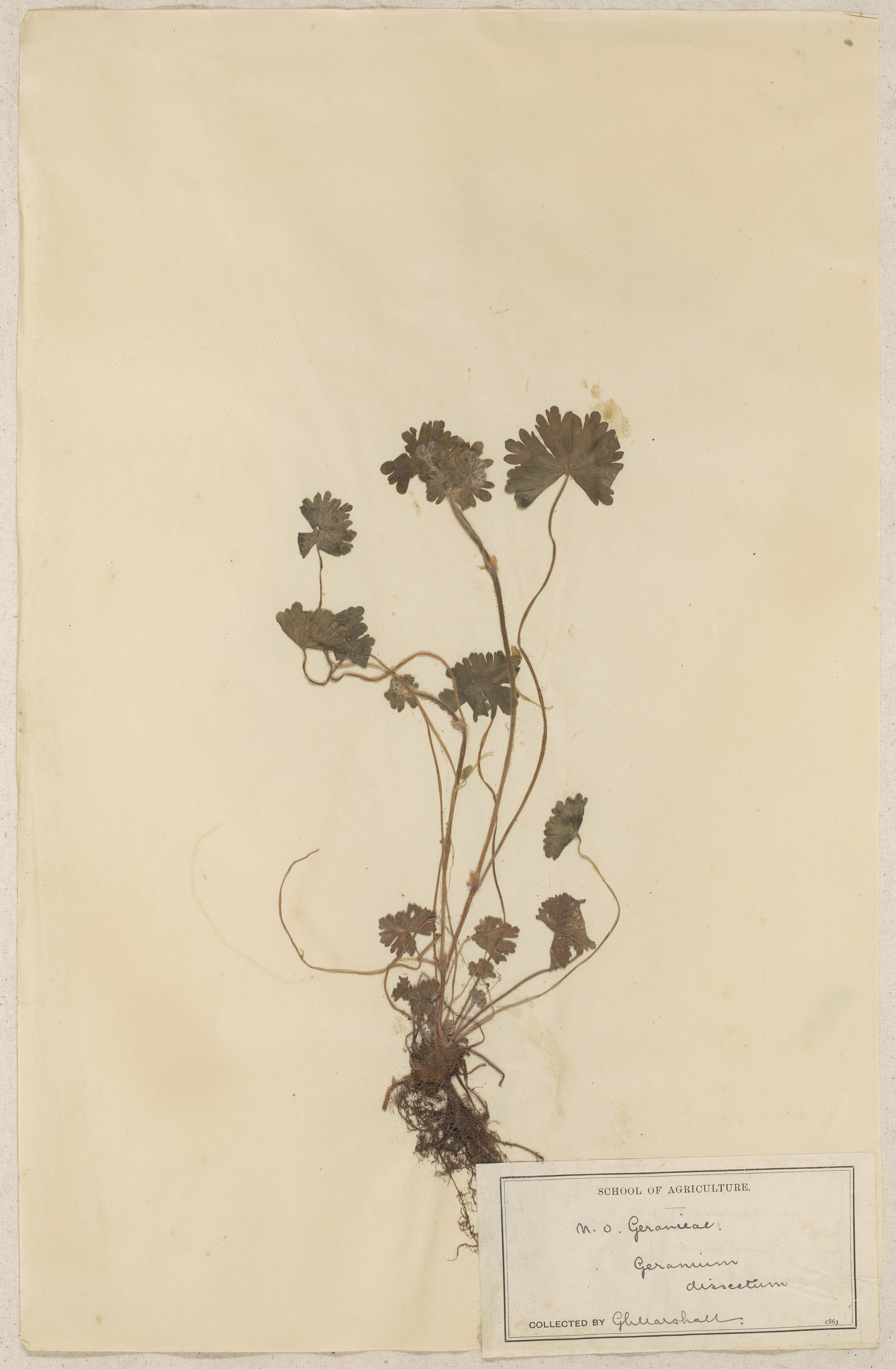 Lincoln School of Agriculture Botanical Specimen 78 