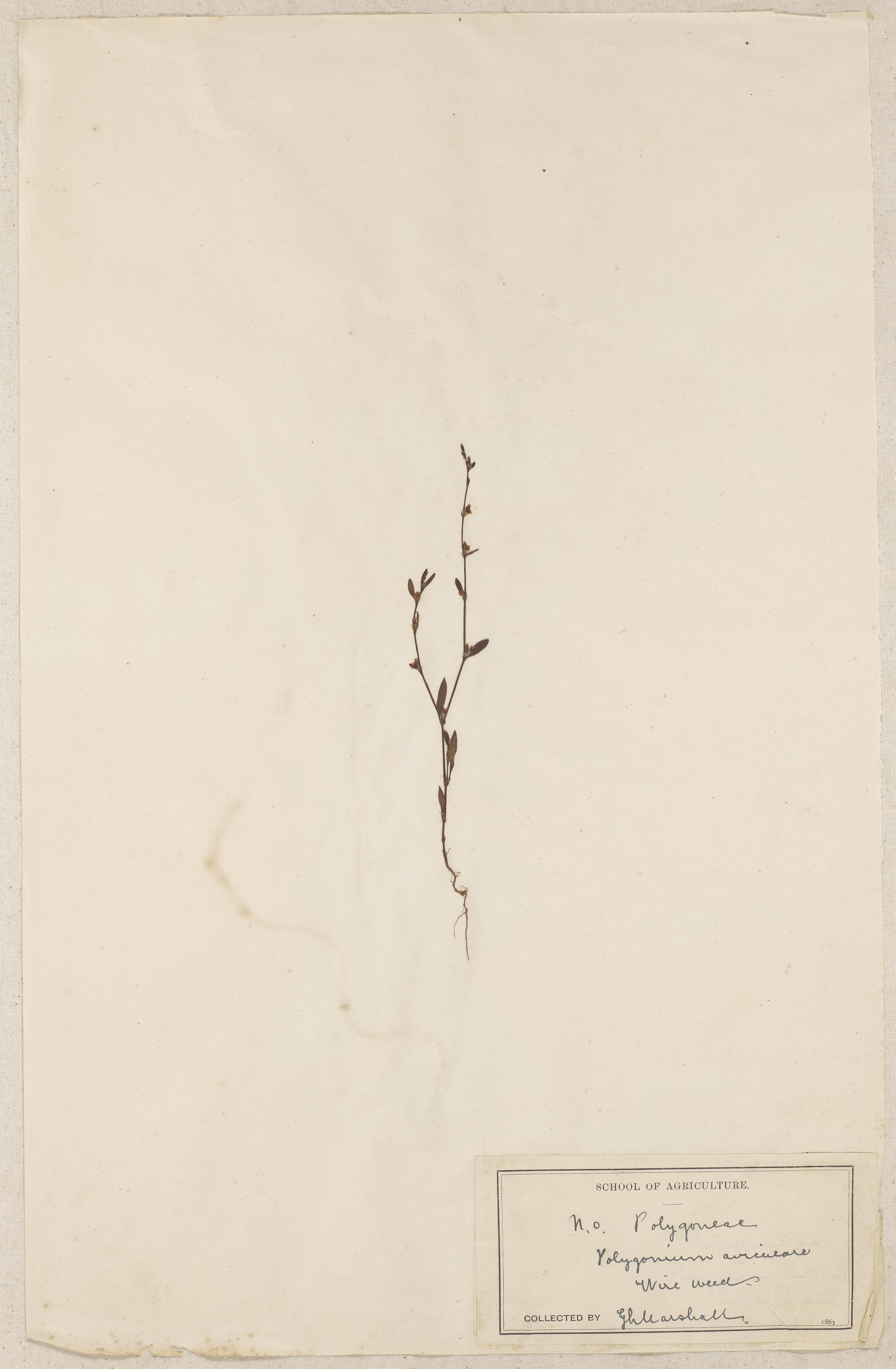 Lincoln School of Agriculture Botanical Specimen 79 