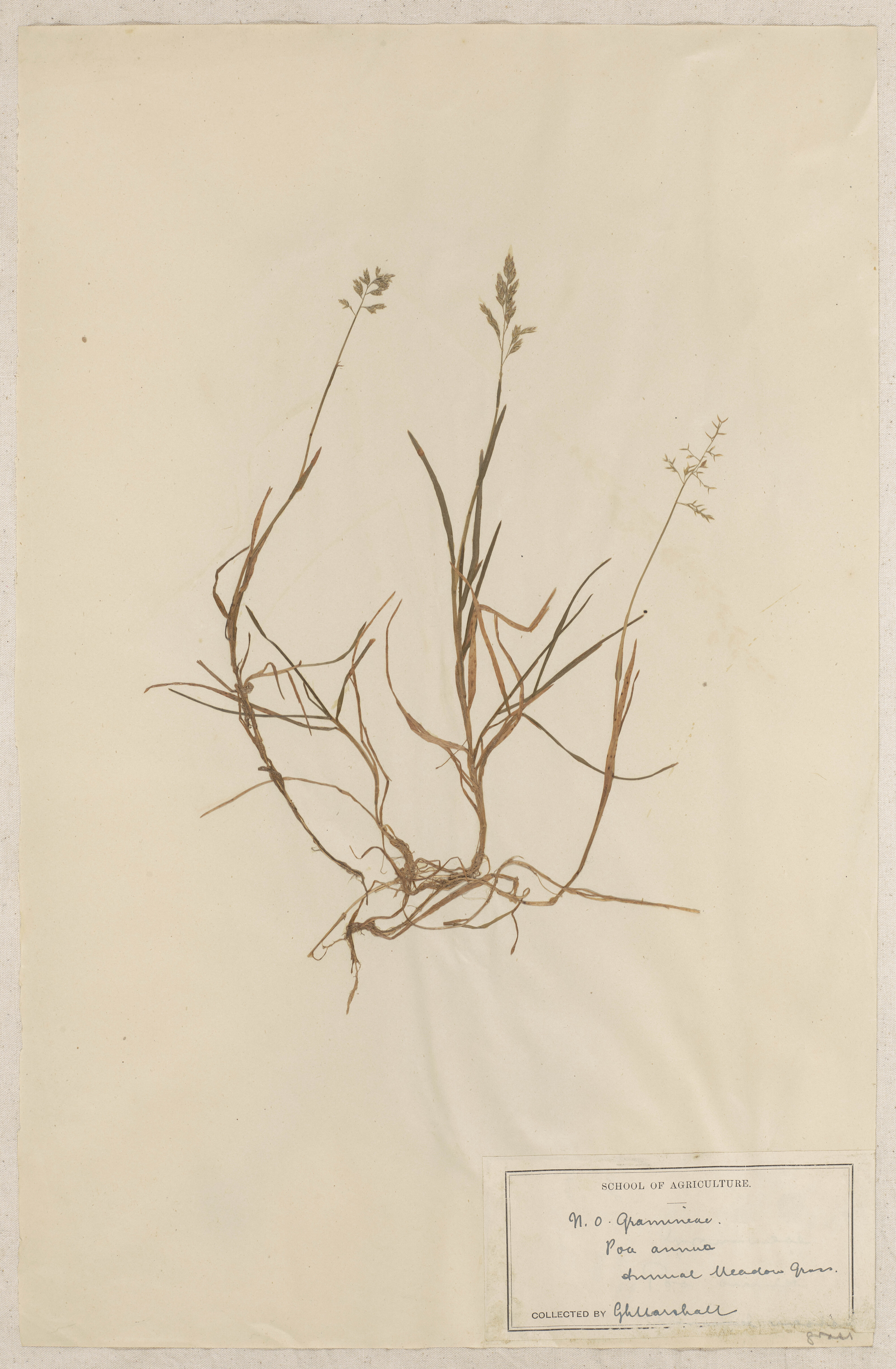 Lincoln School of Agriculture Botanical Specimen 80 