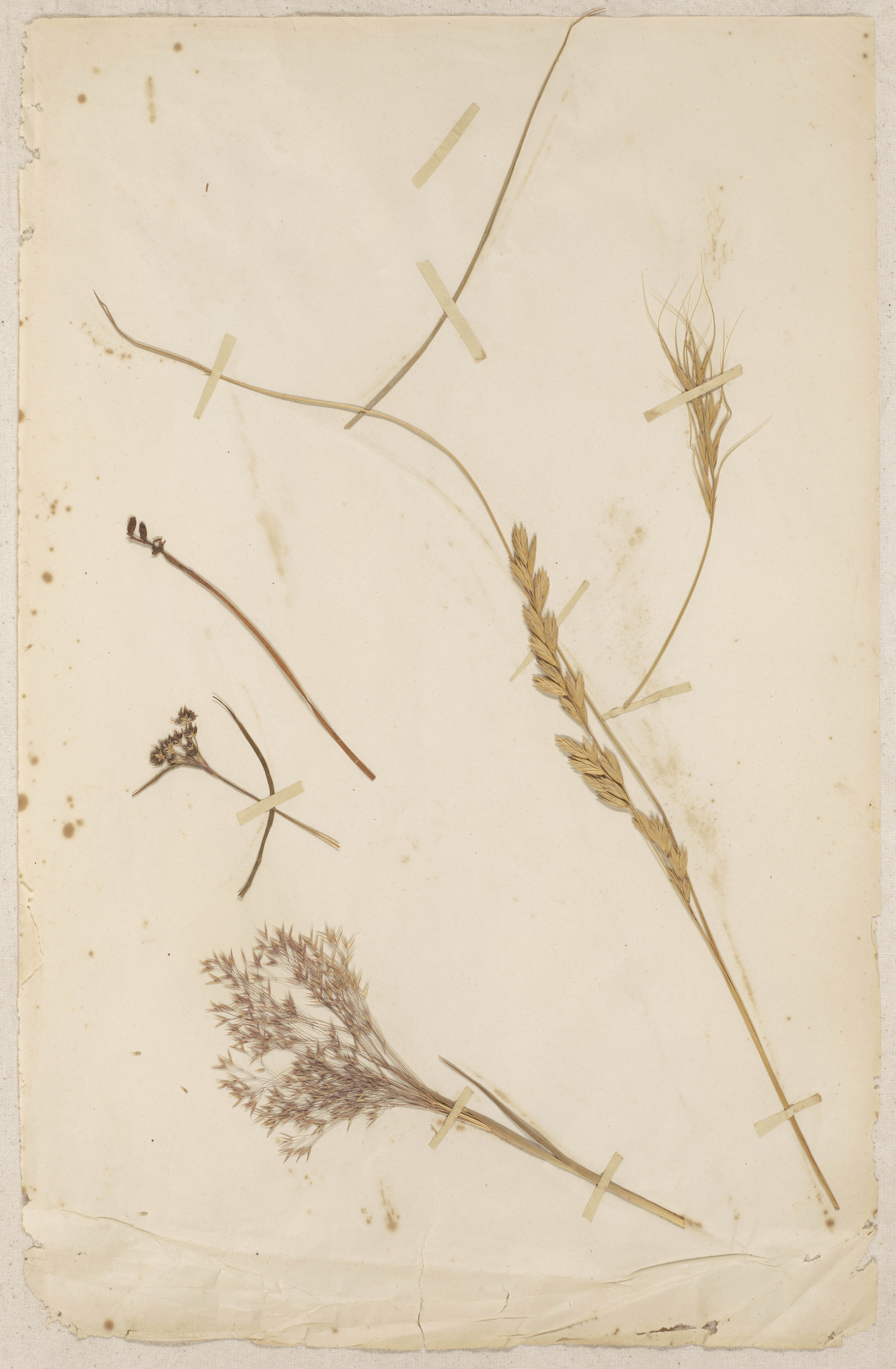 Lincoln School of Agriculture Botanical Specimen 93 