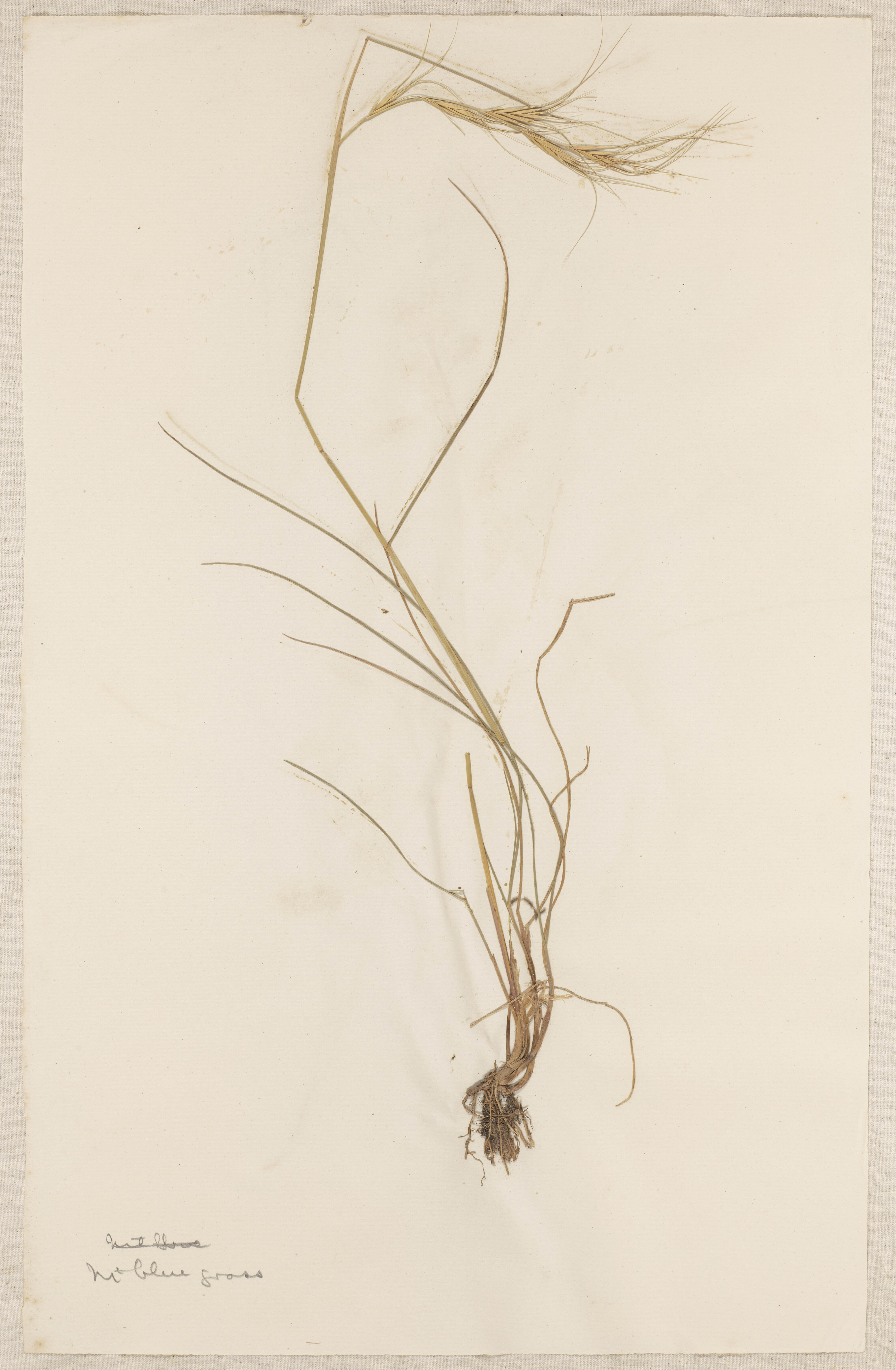 Lincoln School of Agriculture Botanical Specimen 119 