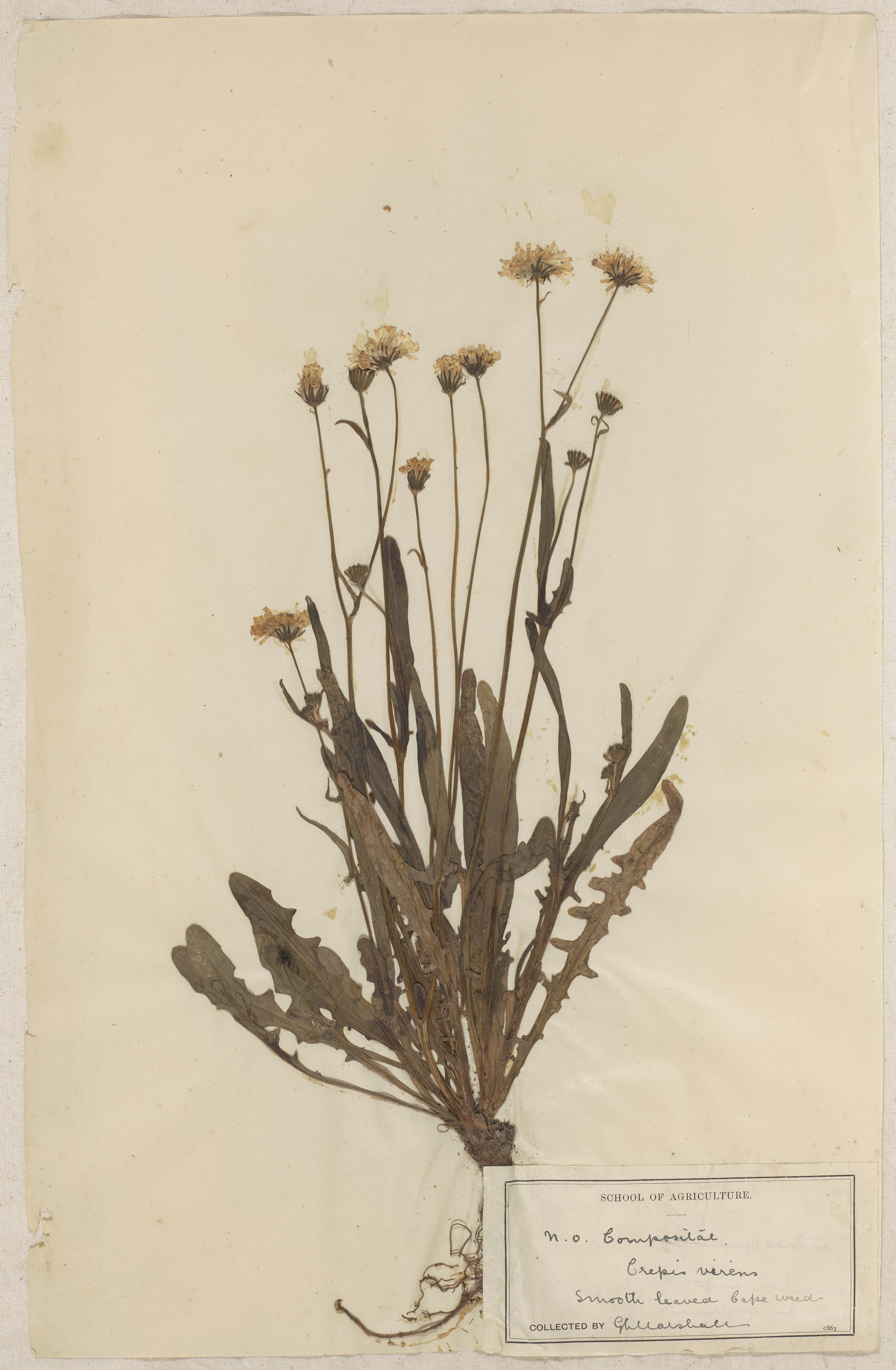 Lincoln School of Agriculture Botanical Specimen 130 