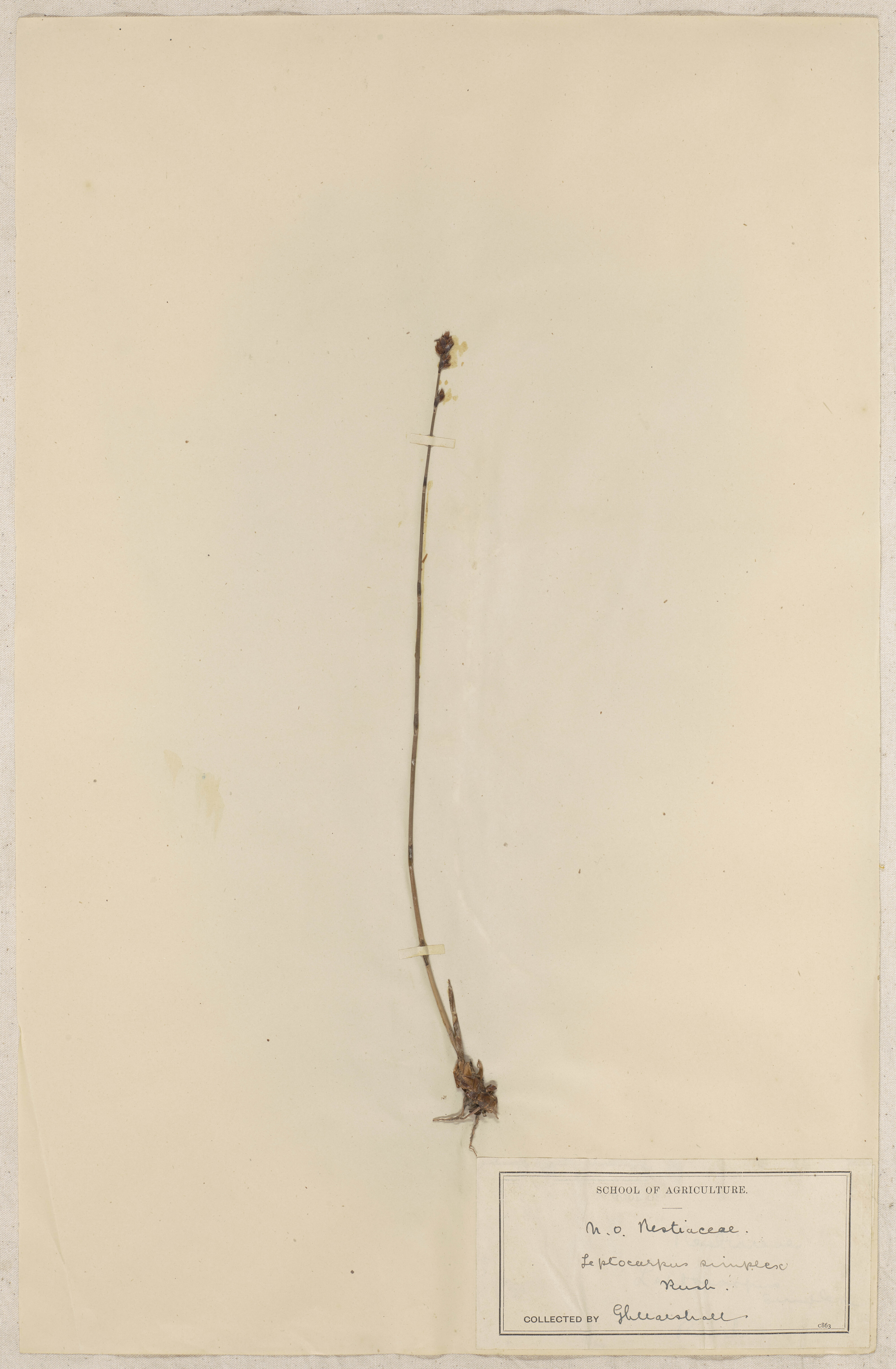 Lincoln School of Agriculture Botanical Specimen 138 