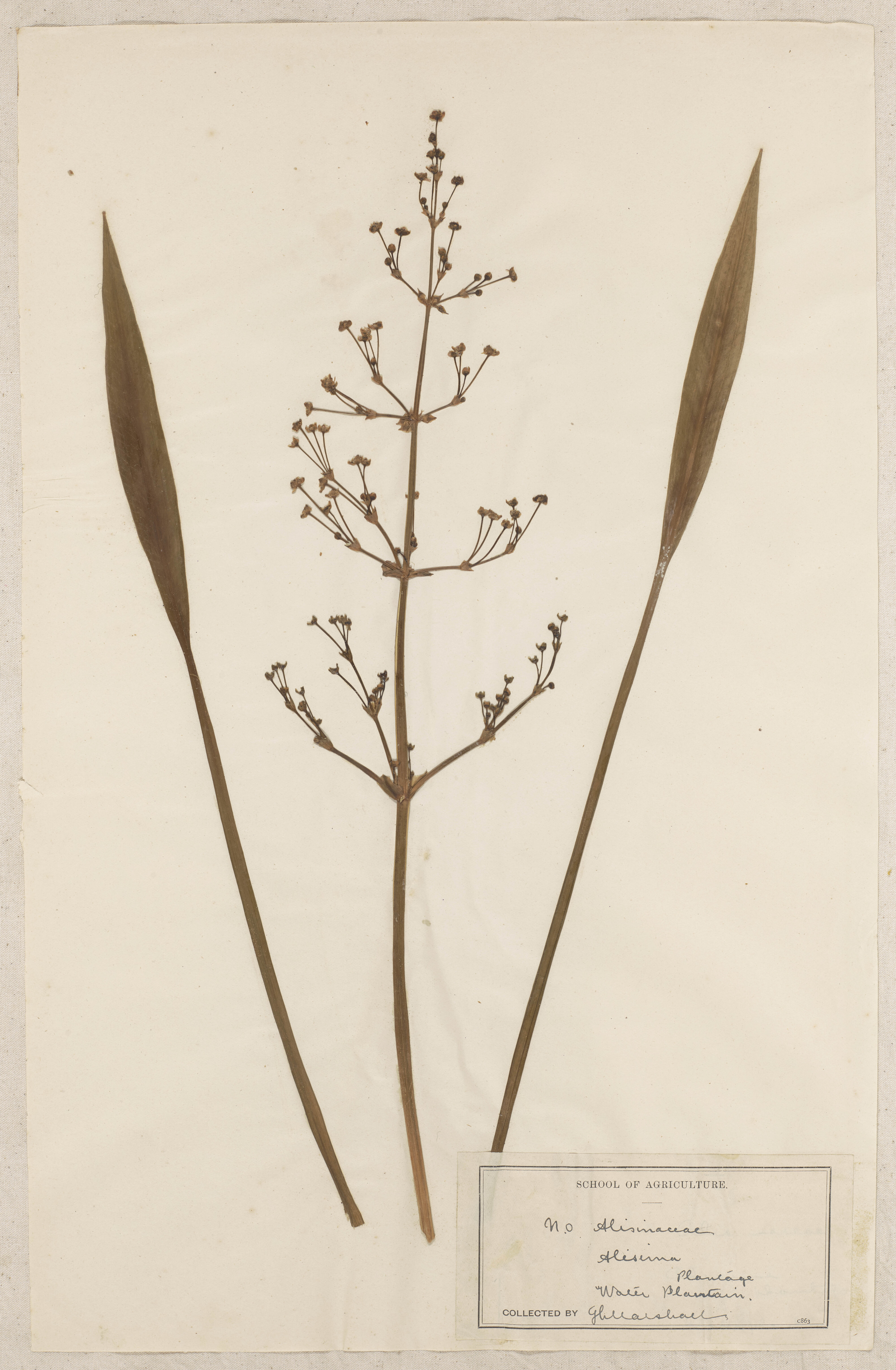 Lincoln School of Agriculture Botanical Specimen 145 