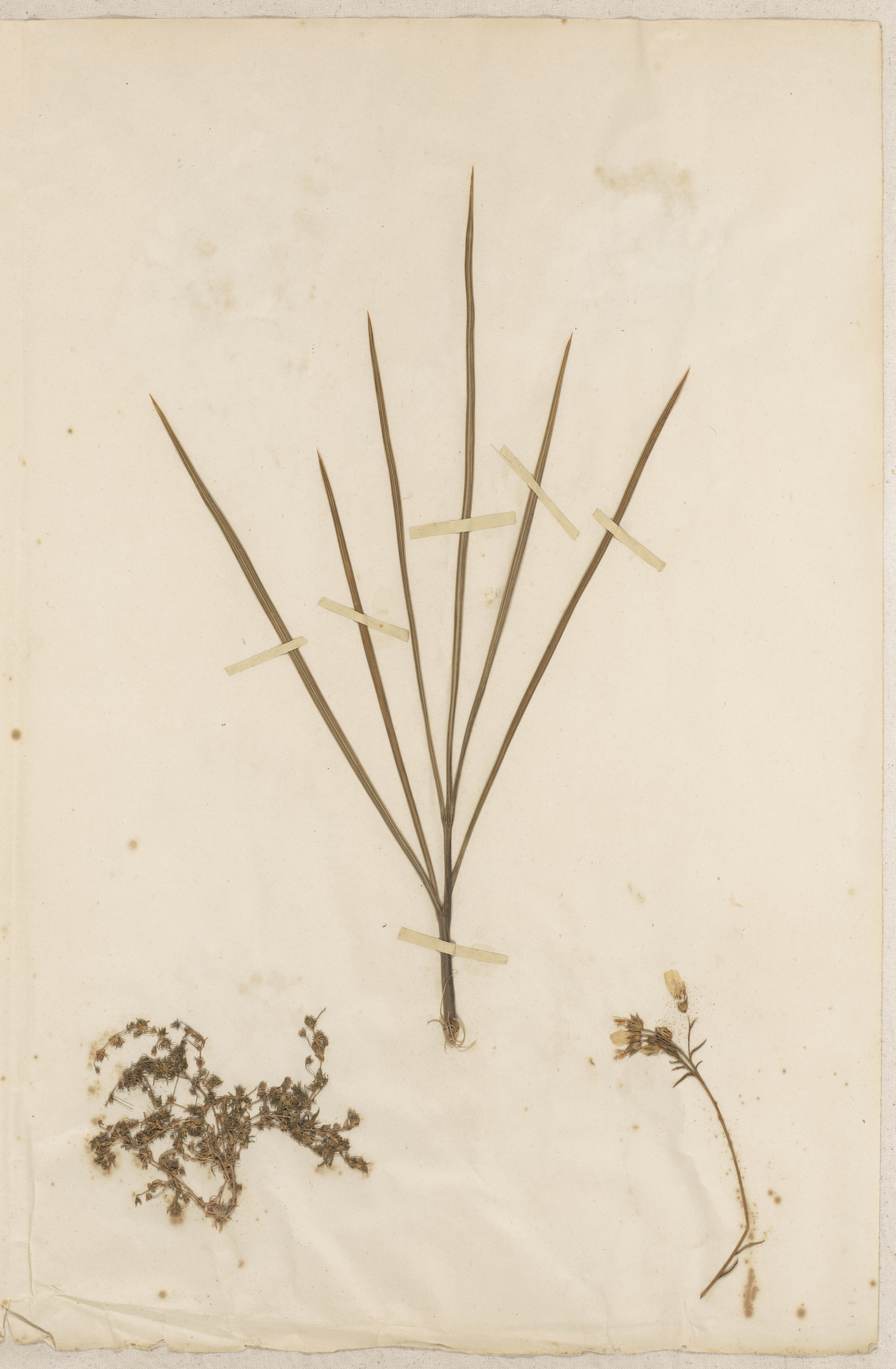 Lincoln School of Agriculture Botanical Specimen 161 