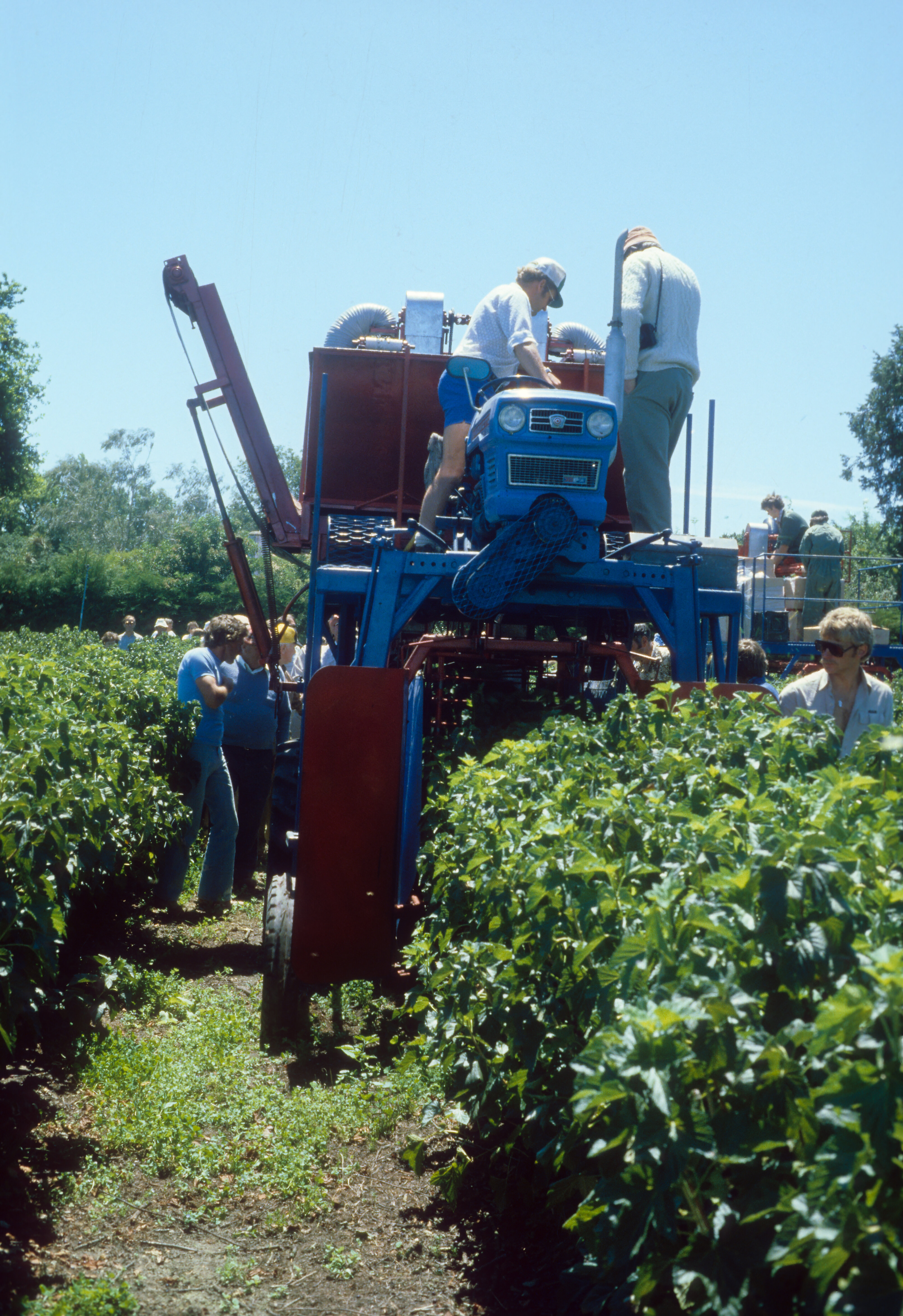 1987 Lincoln Agritech Slides 02 - Self-propelled McIntosh Harvestor