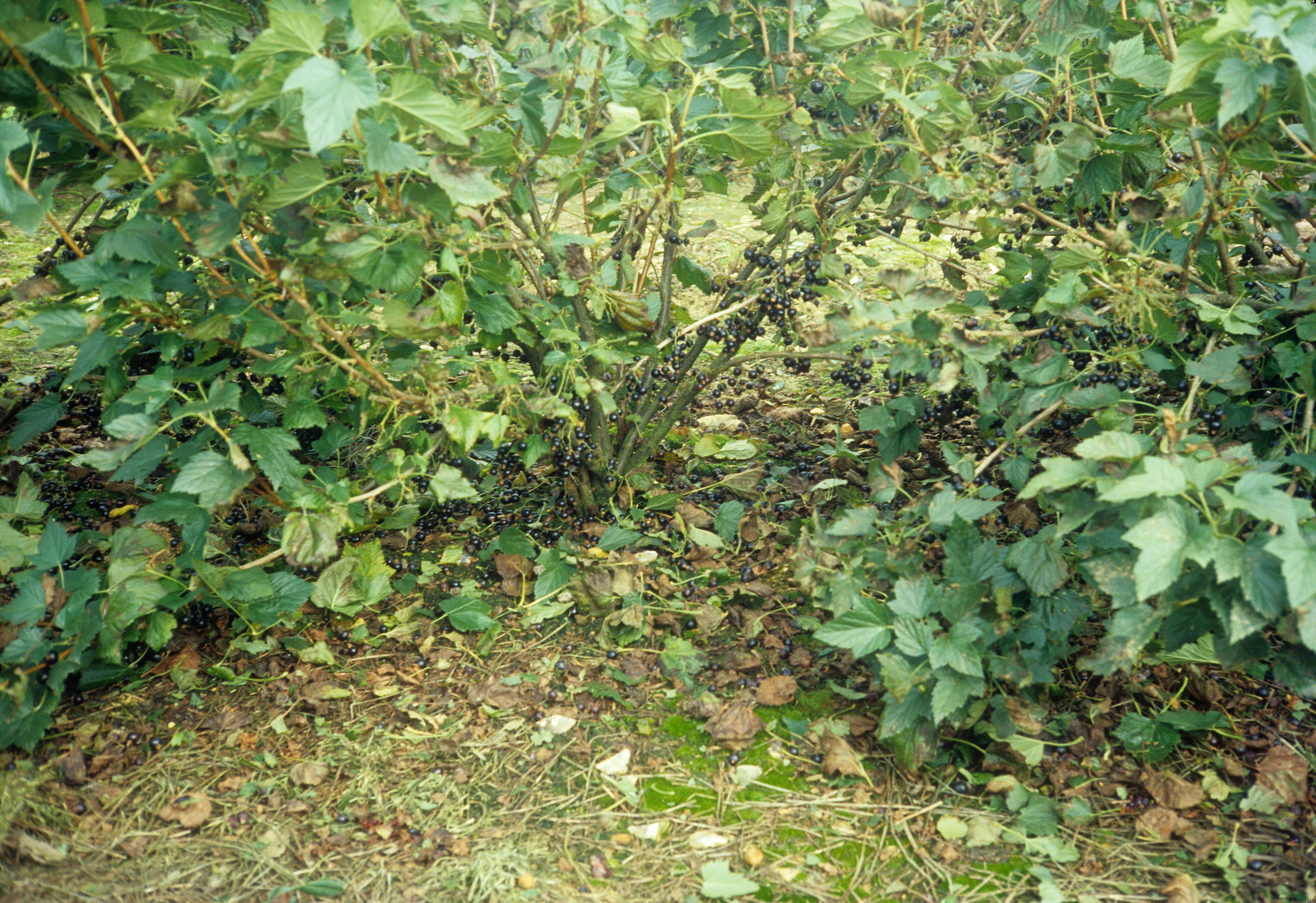 1978 Lincoln Agritech Slides 03 - Blackcurrants after harvest 