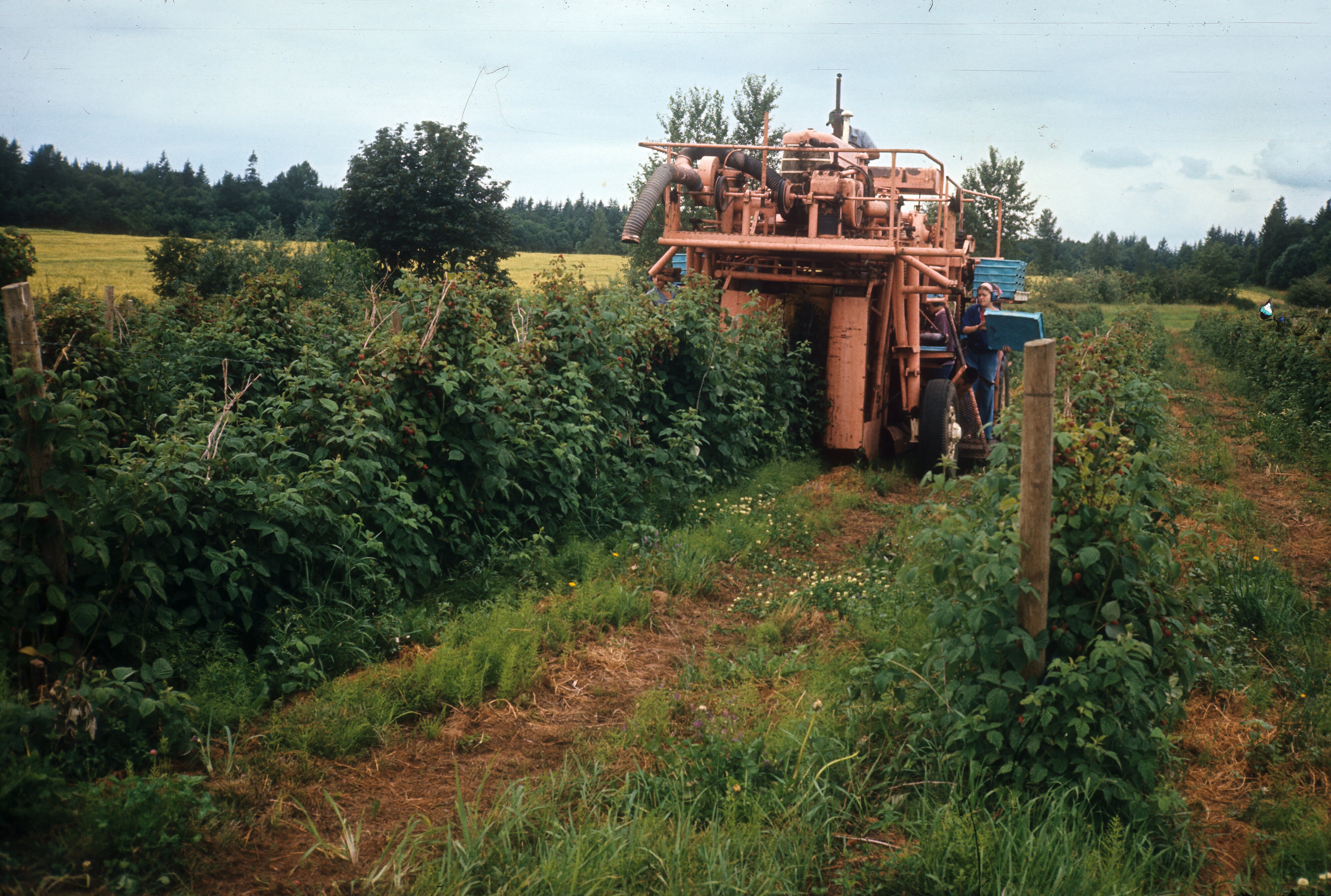 1978 Lincoln Agritech Slides 10 - Pink Panther - Washington
