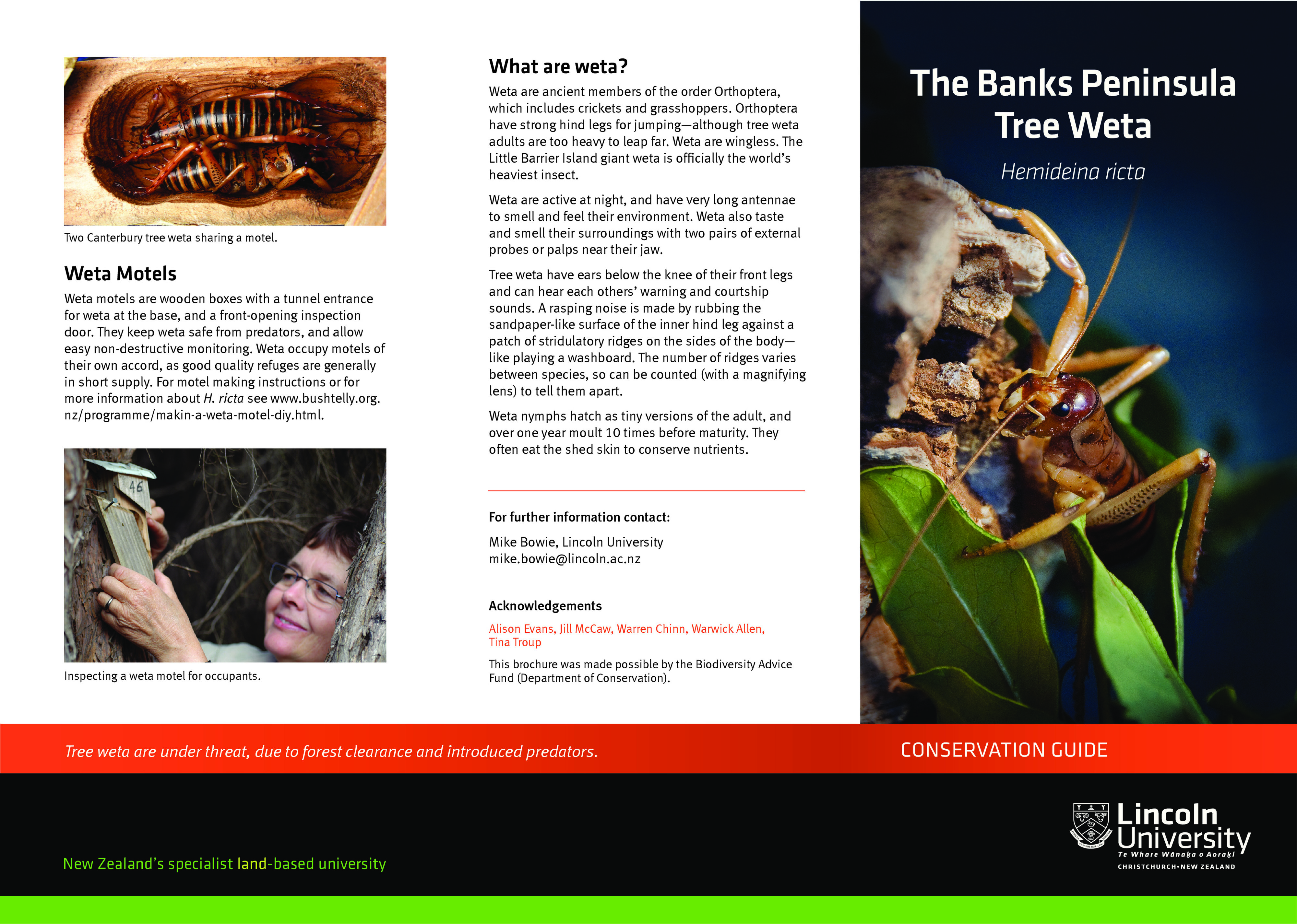 Banks Peninsula Tree Weta