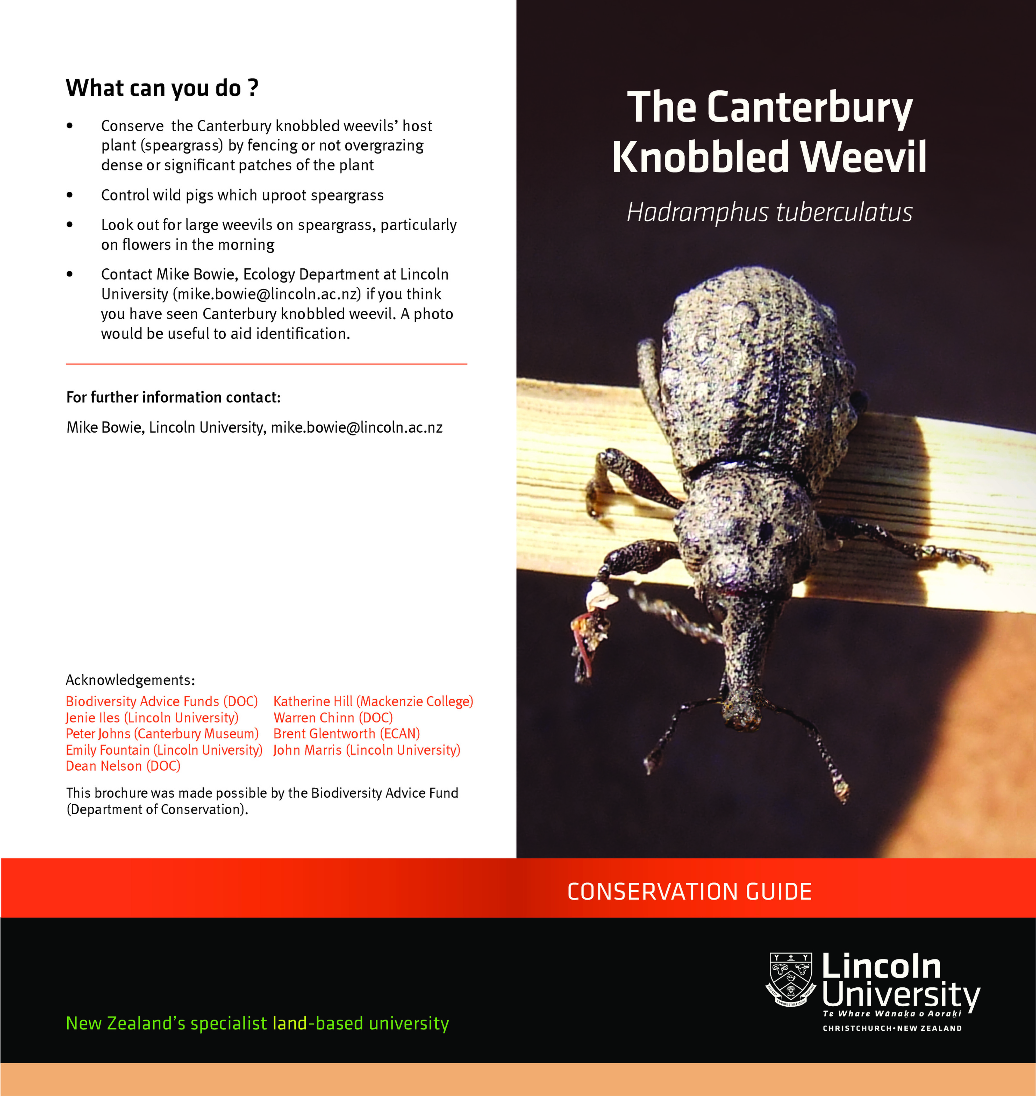 The Canterbury Knobbled Weevil