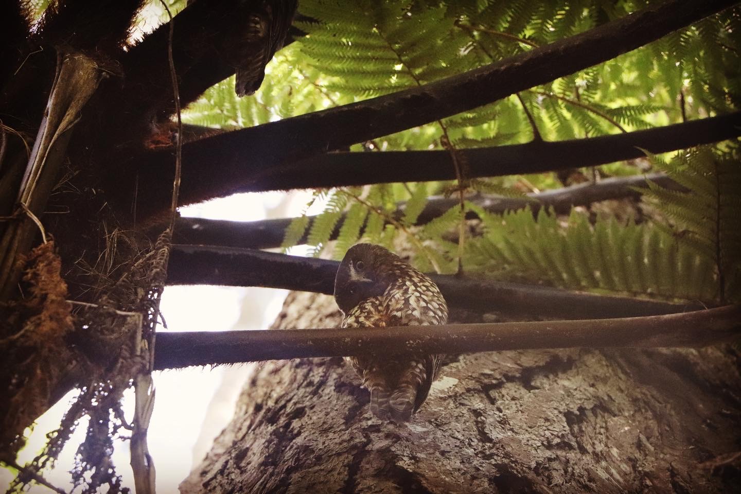 Owl: I am looking at you