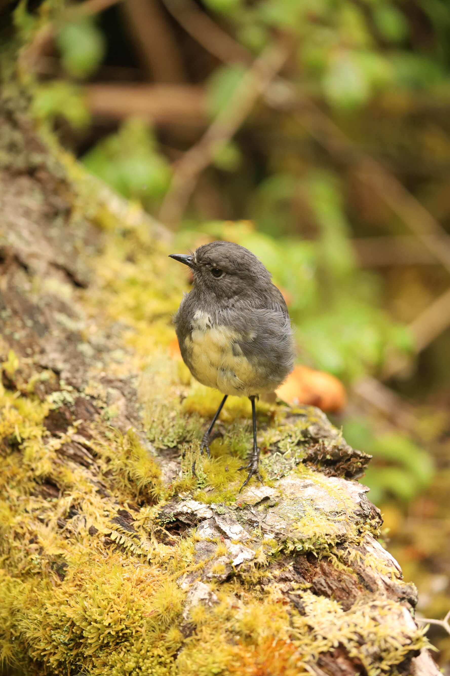 A cute Kakaruwai (South Island robin) posed perfectly for this photo