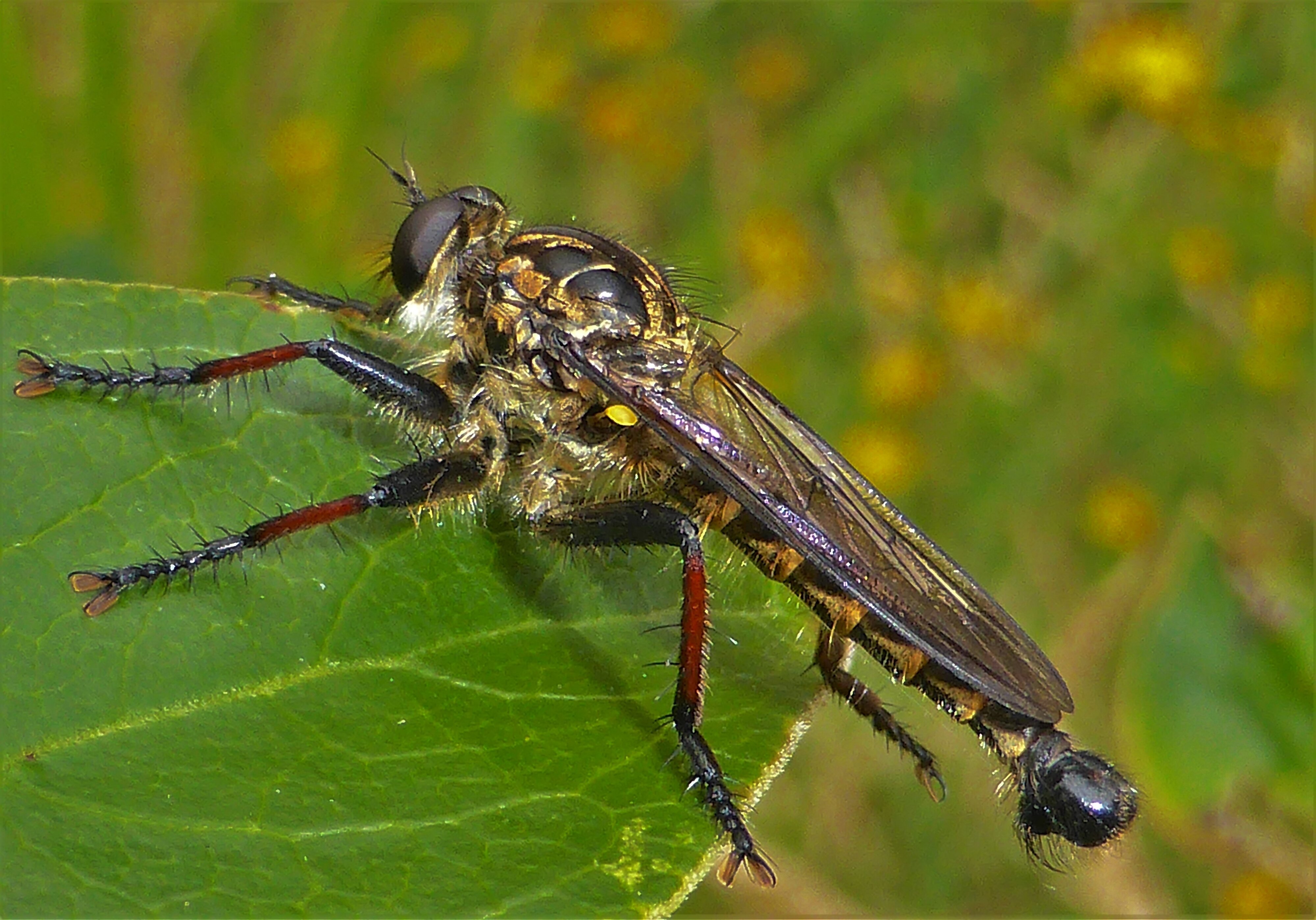 Robber fly photographed during research near Punakaiki