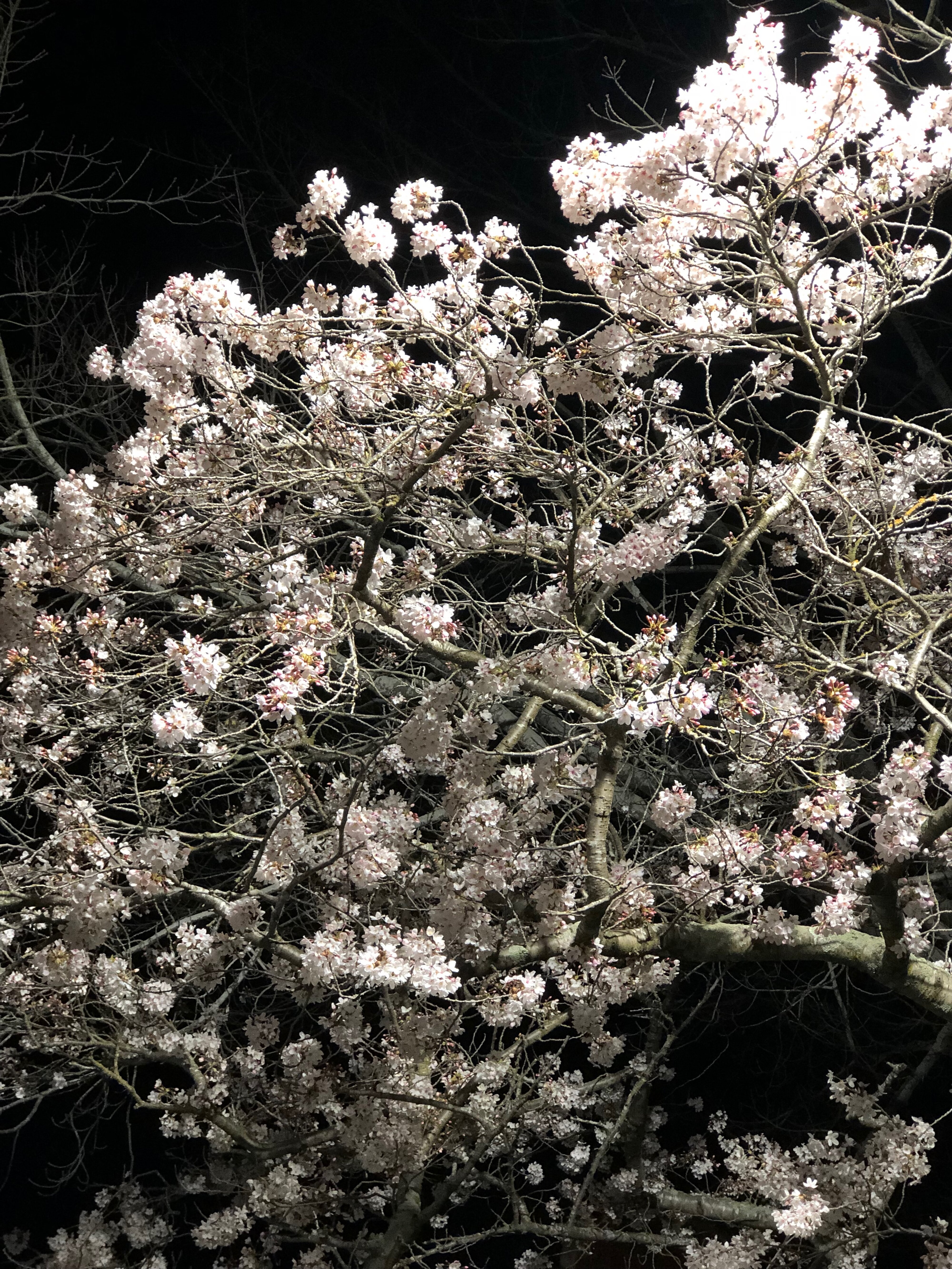 The cherry blossoms on campus captured against the evening's fluorescent lights