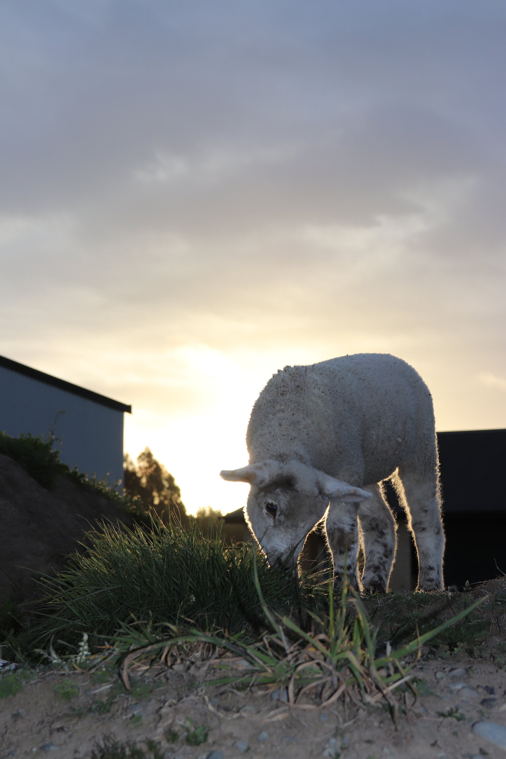 Pet lambs Lacey (left) and Bella (right) have their first nibble of grass as they play on a dirt mound